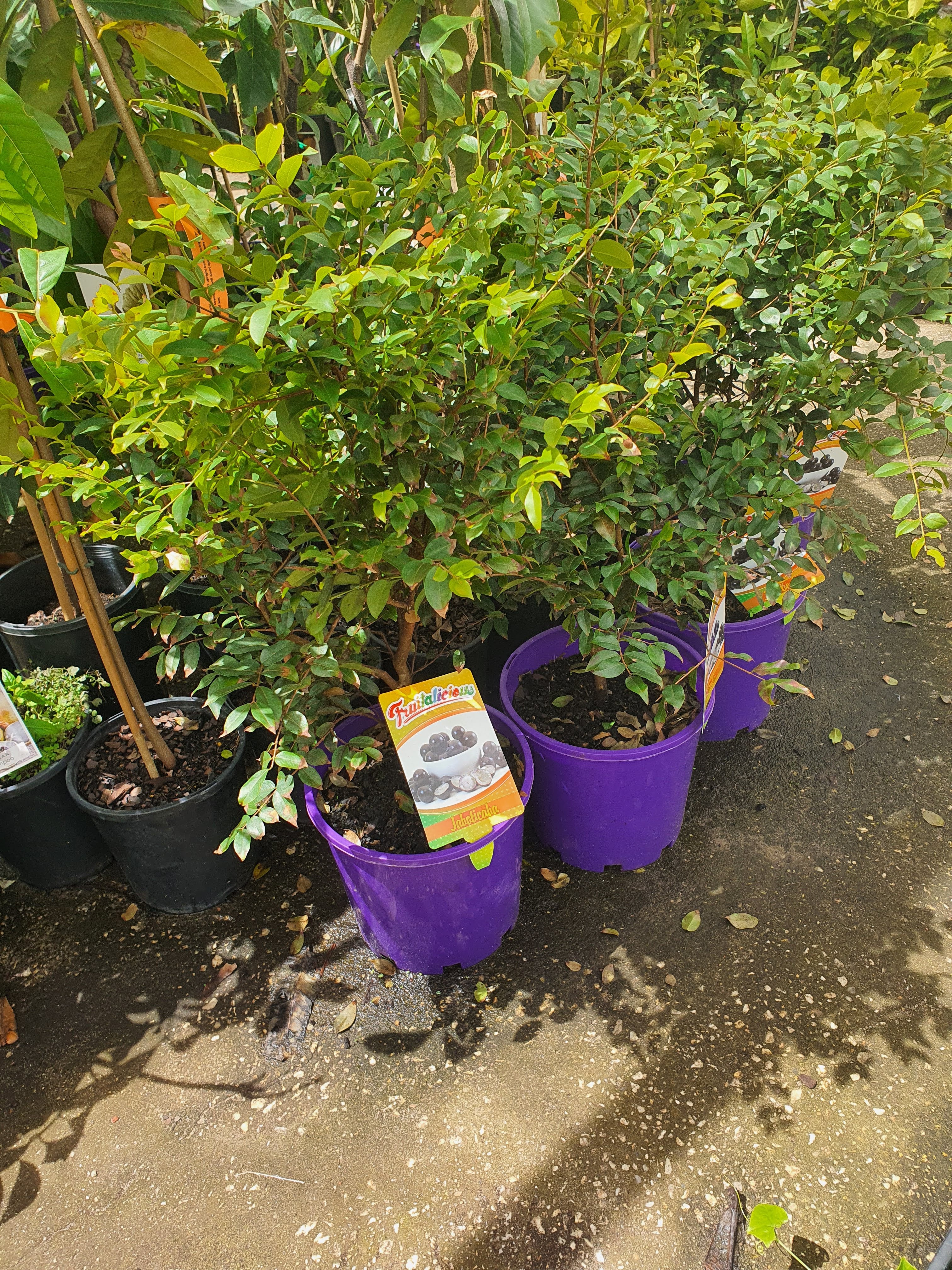 'Jaboticaba' plant