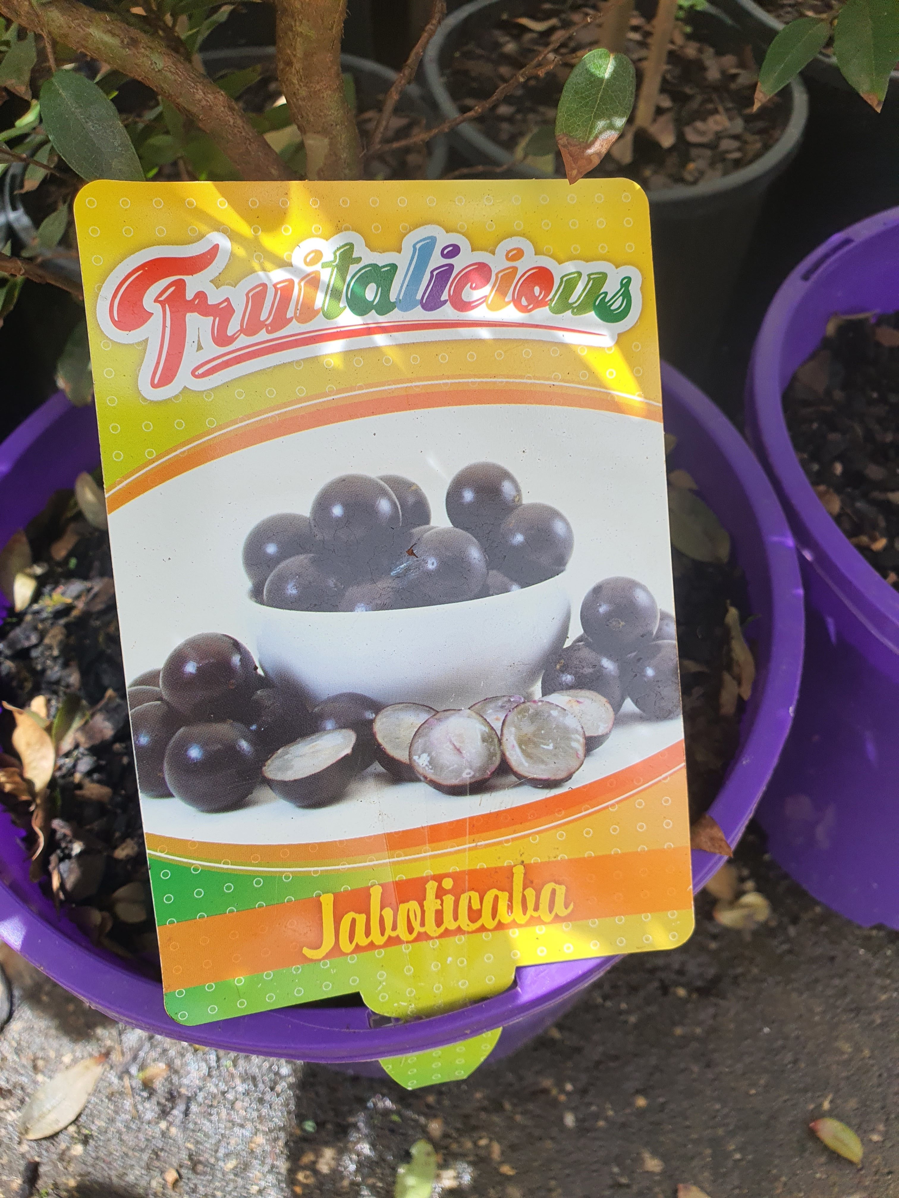 'Jaboticaba' plant