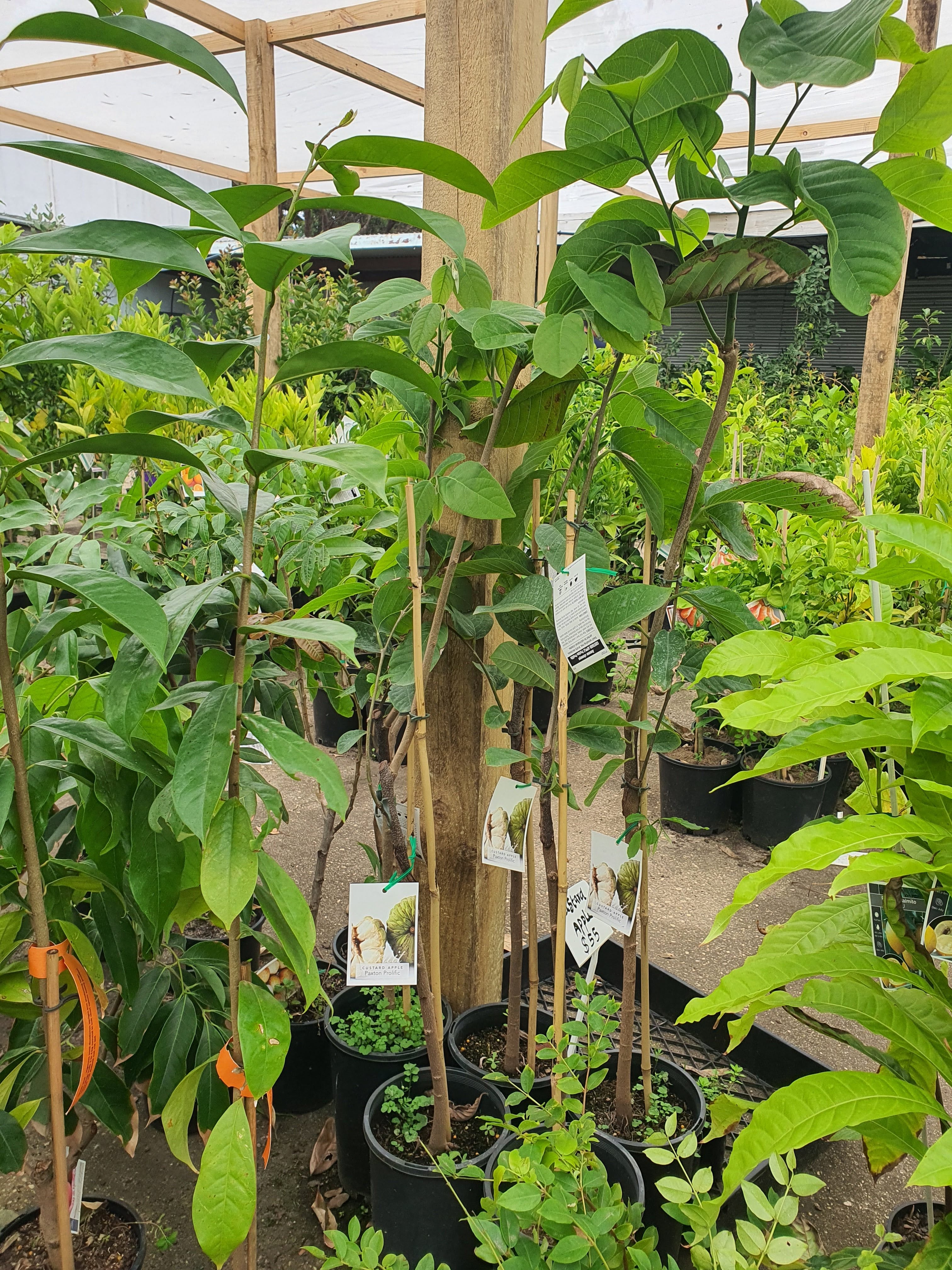 'Grafted' Custard Apple