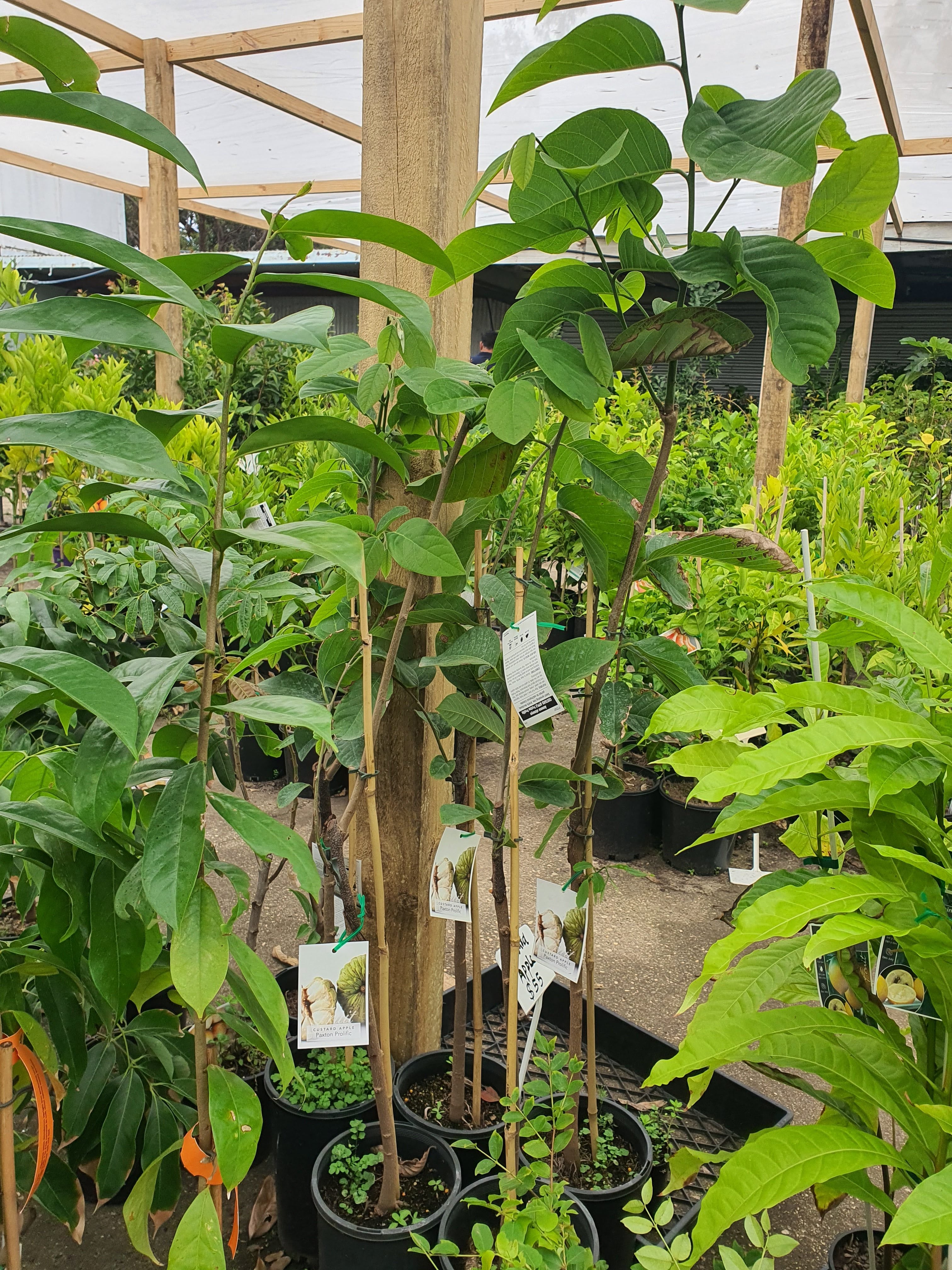 'Grafted' Custard Apple