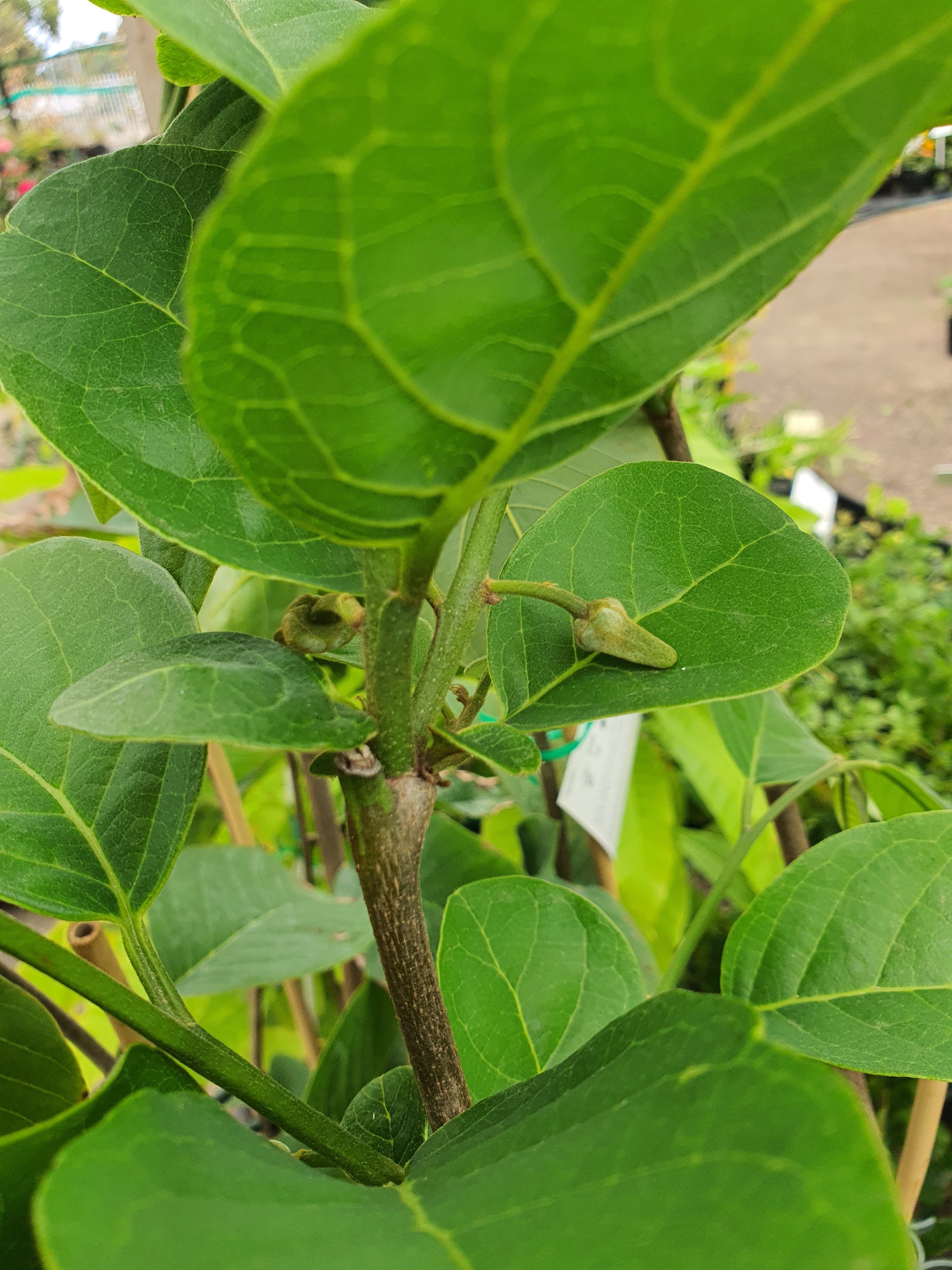 'Grafted' Custard Apple
