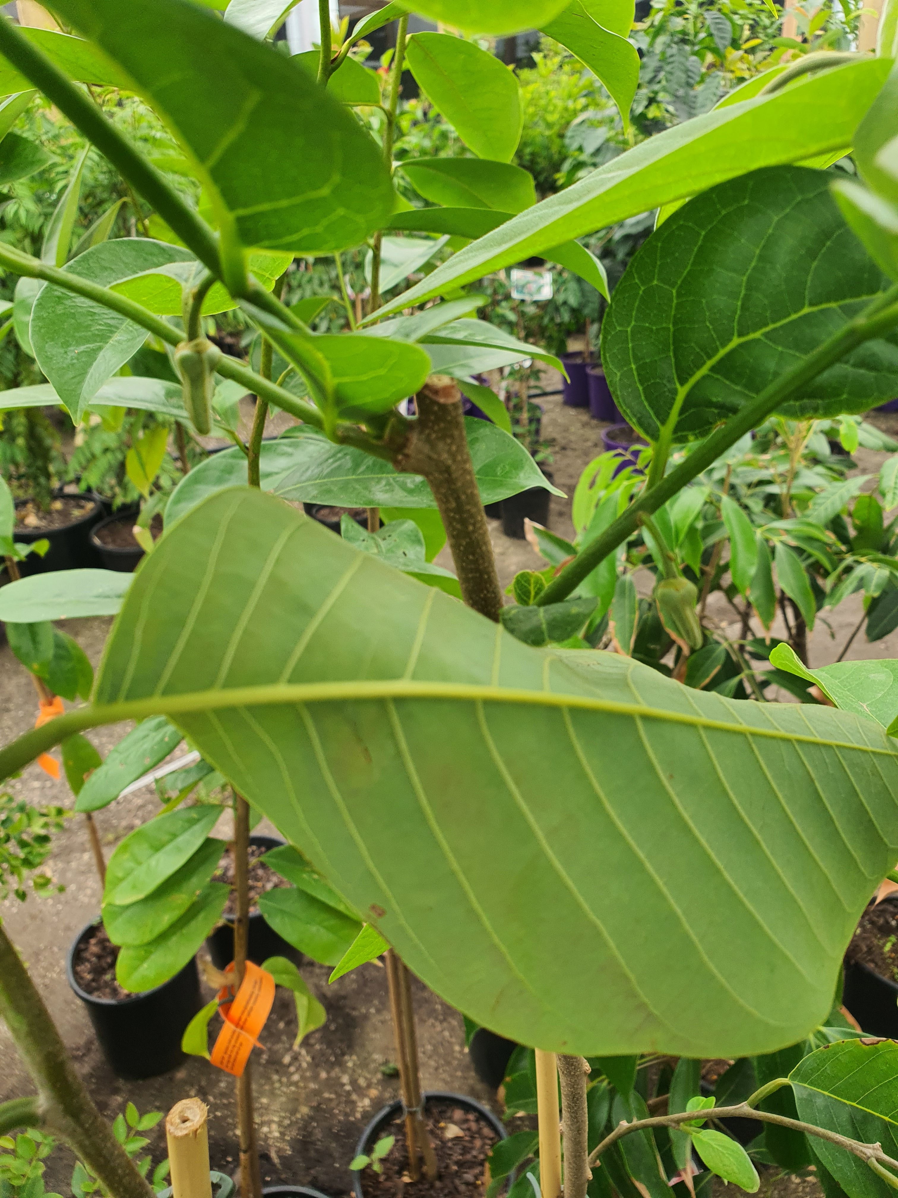 'Grafted' Custard Apple