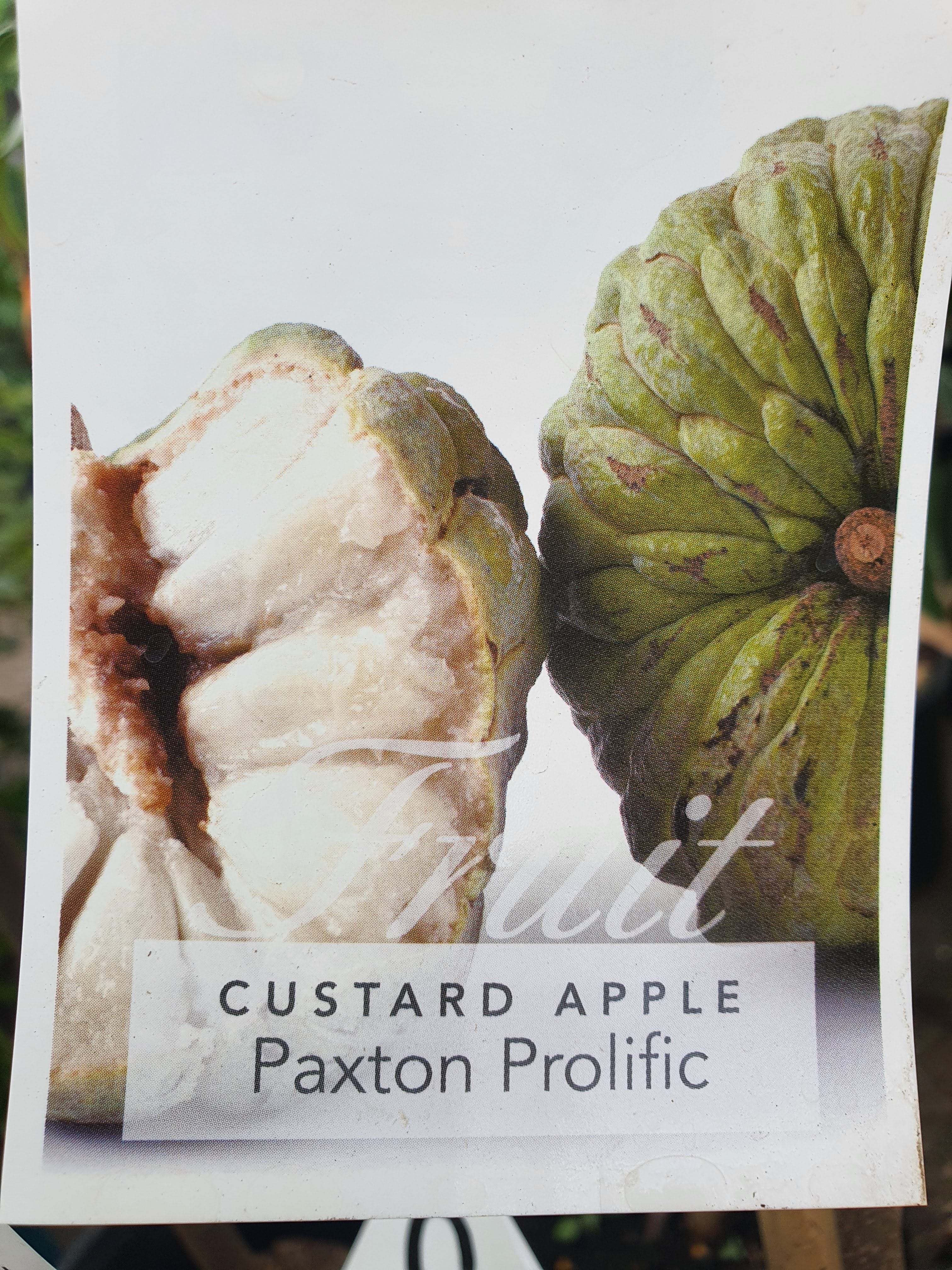 'Grafted' Custard Apple