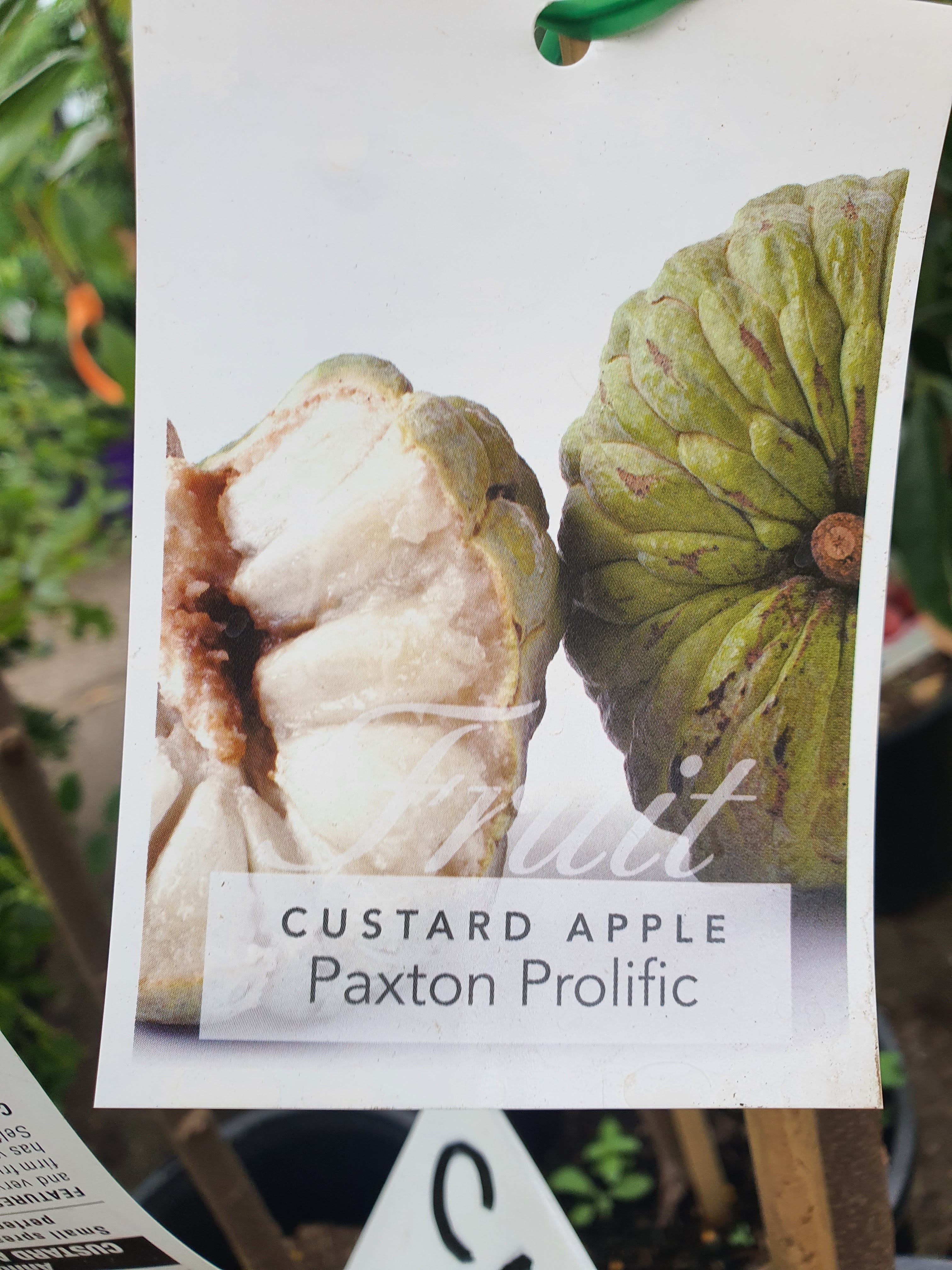 'Grafted' Custard Apple