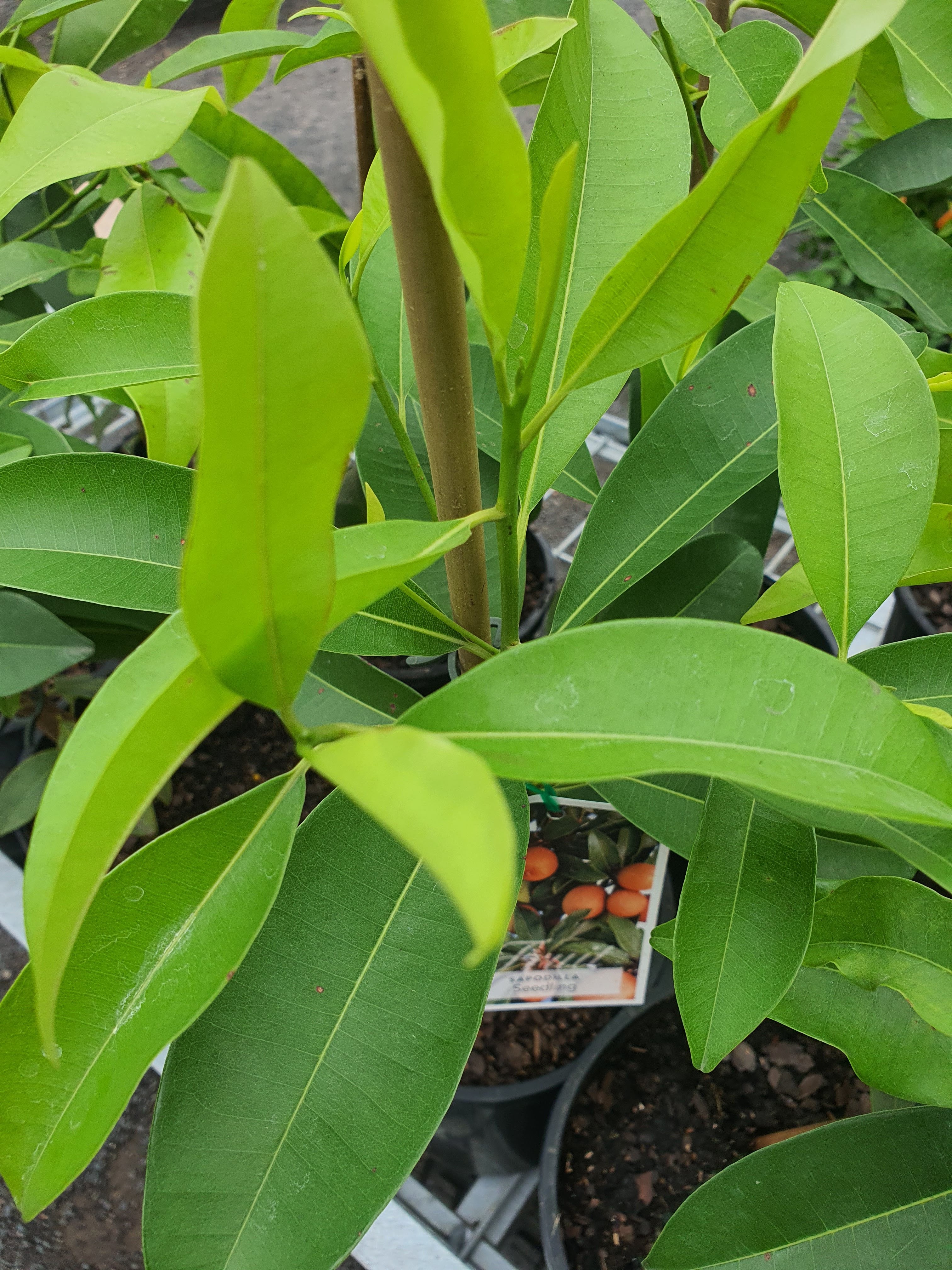 'Sapodilla' chico