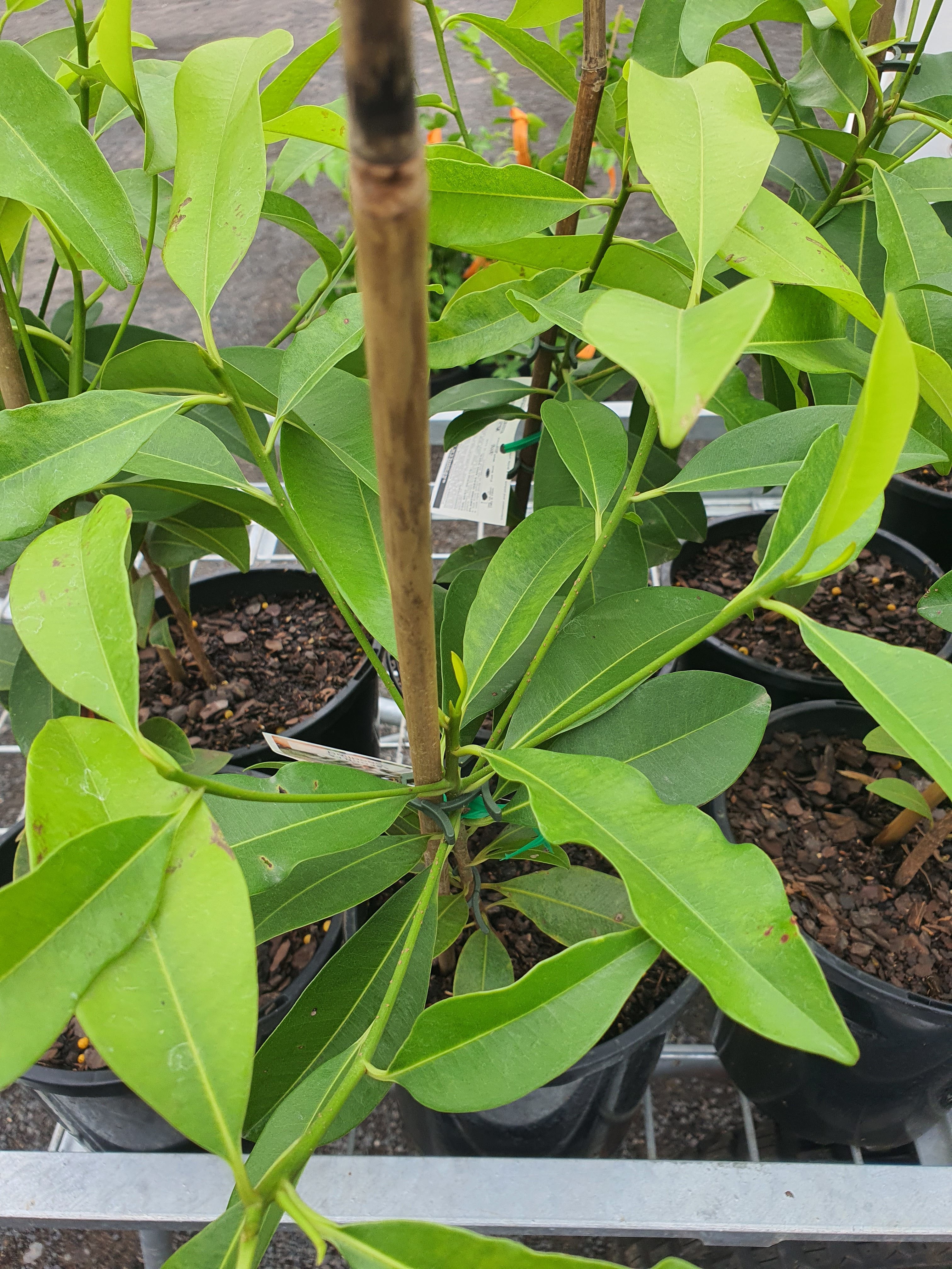 'Sapodilla' chico
