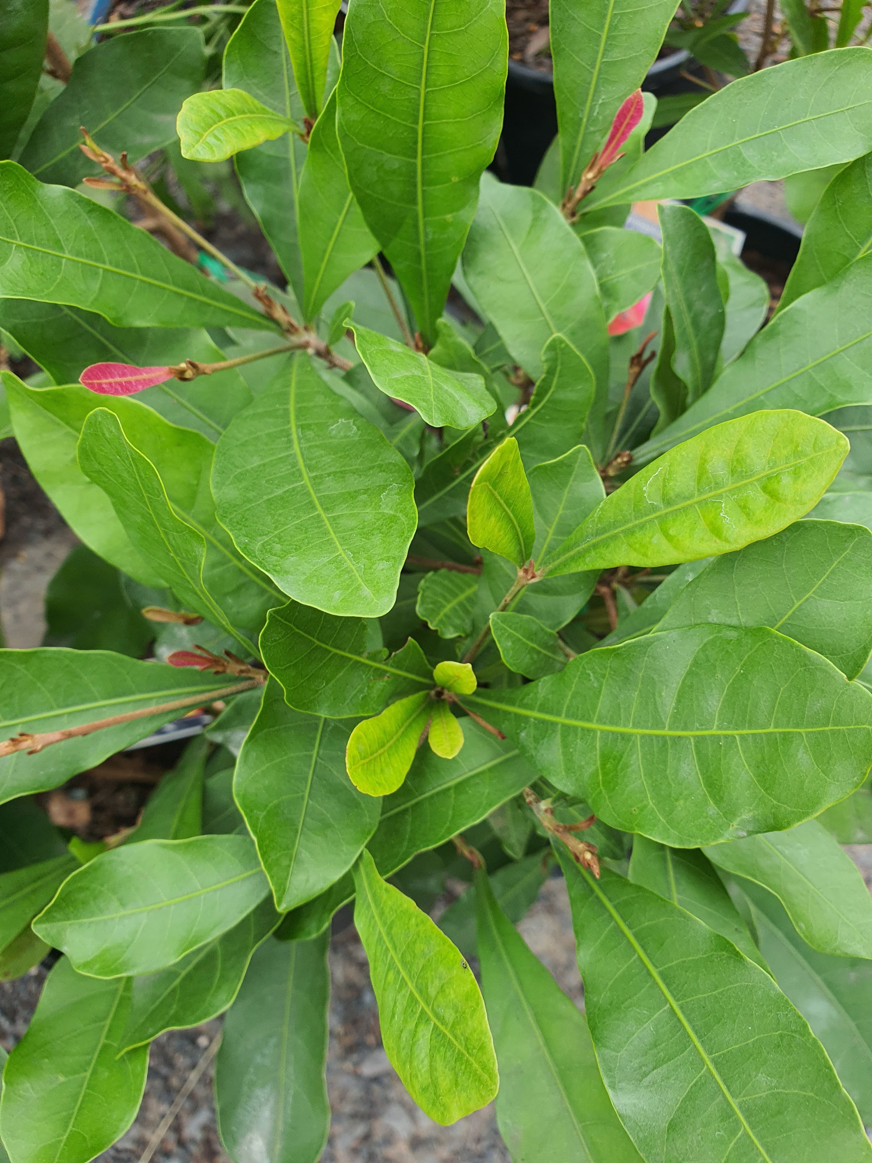 'Miracle Fruit'