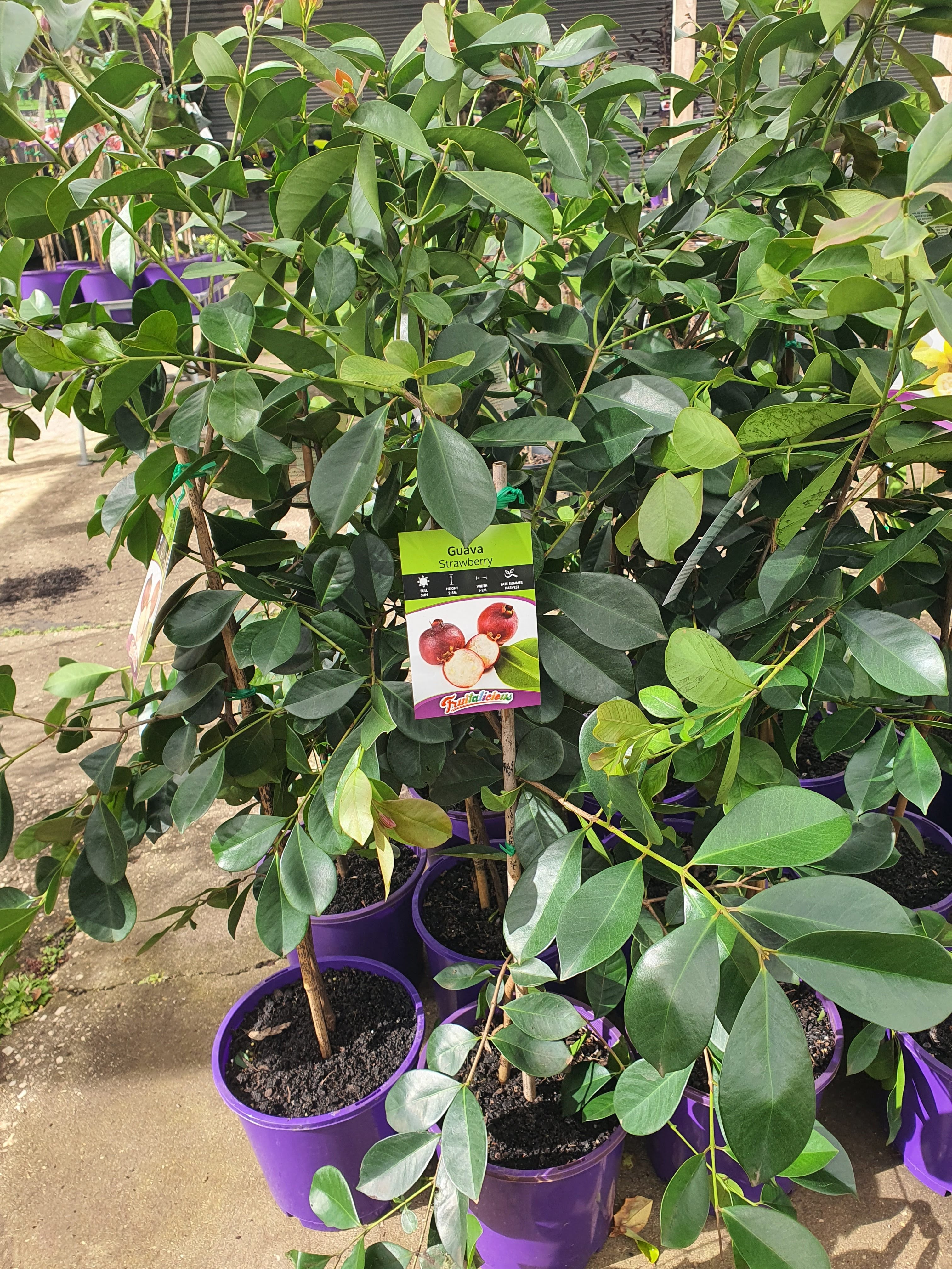 Strawberry Cherry Guava