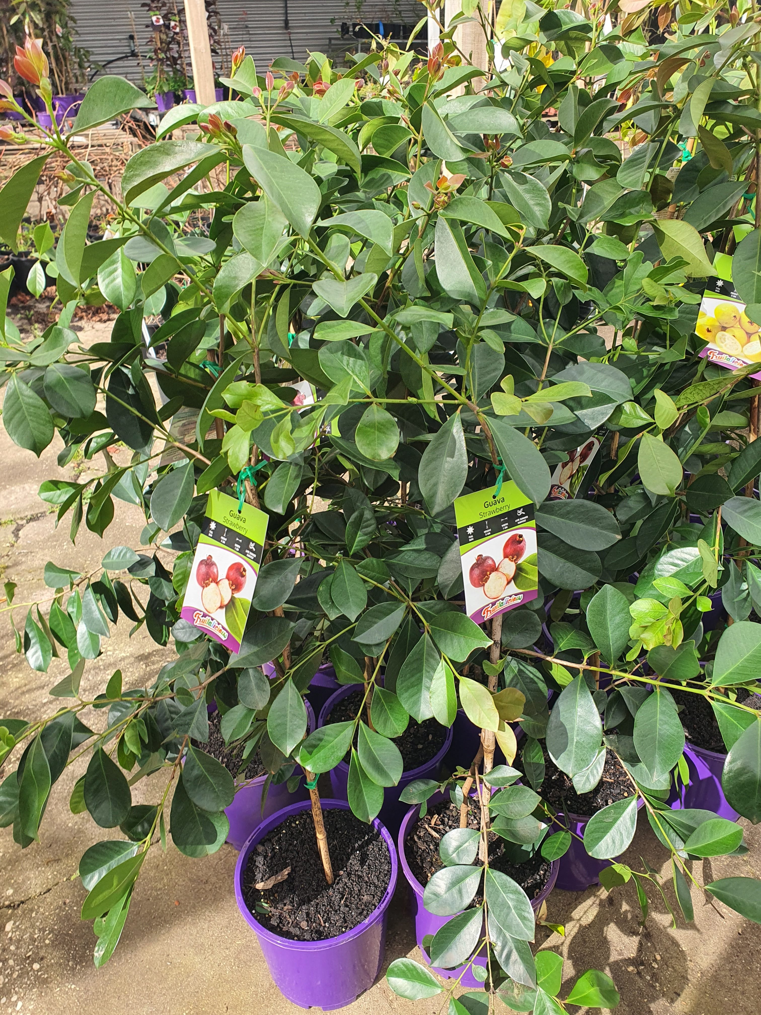 Strawberry Cherry Guava