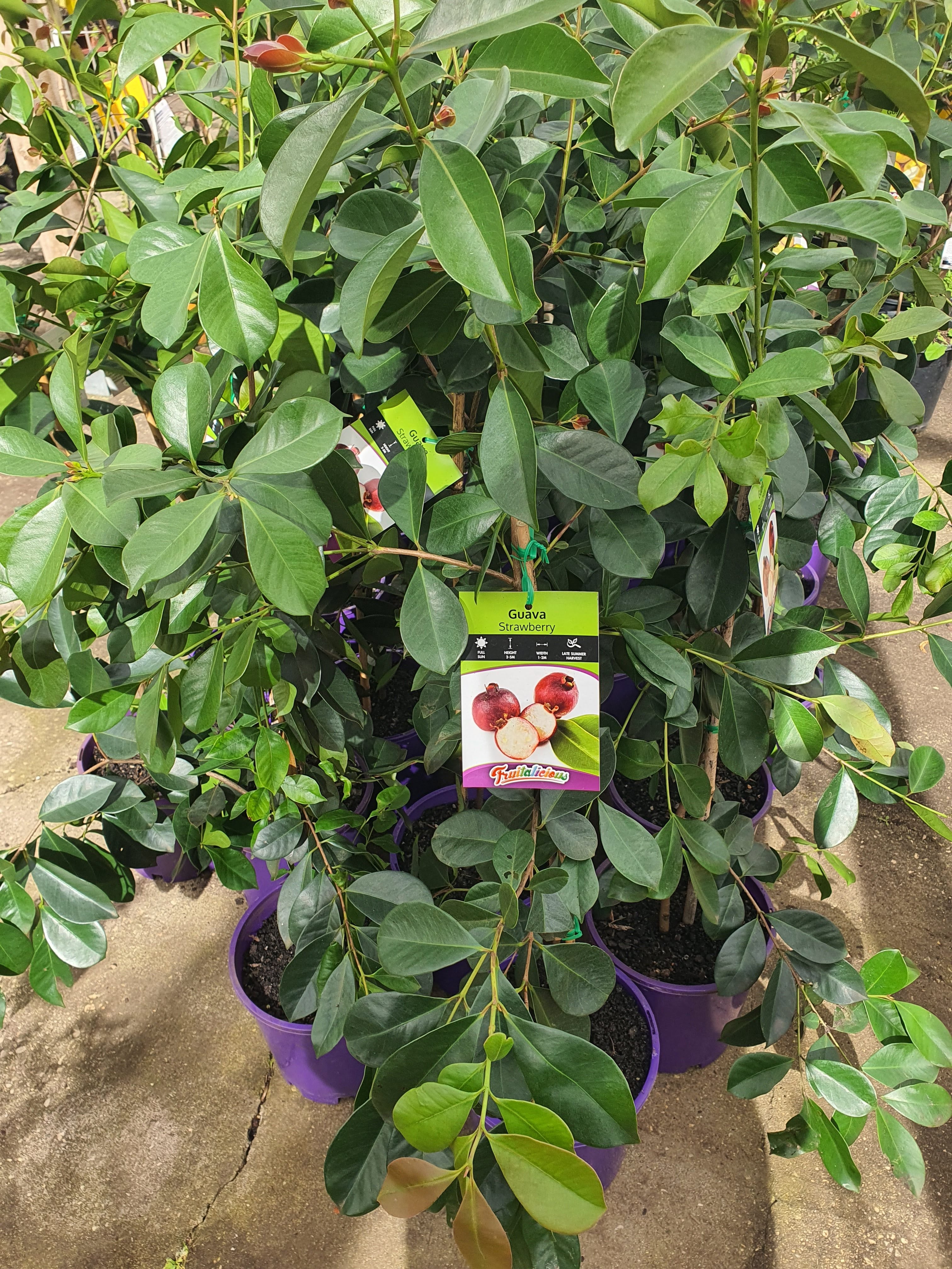 Strawberry Cherry Guava