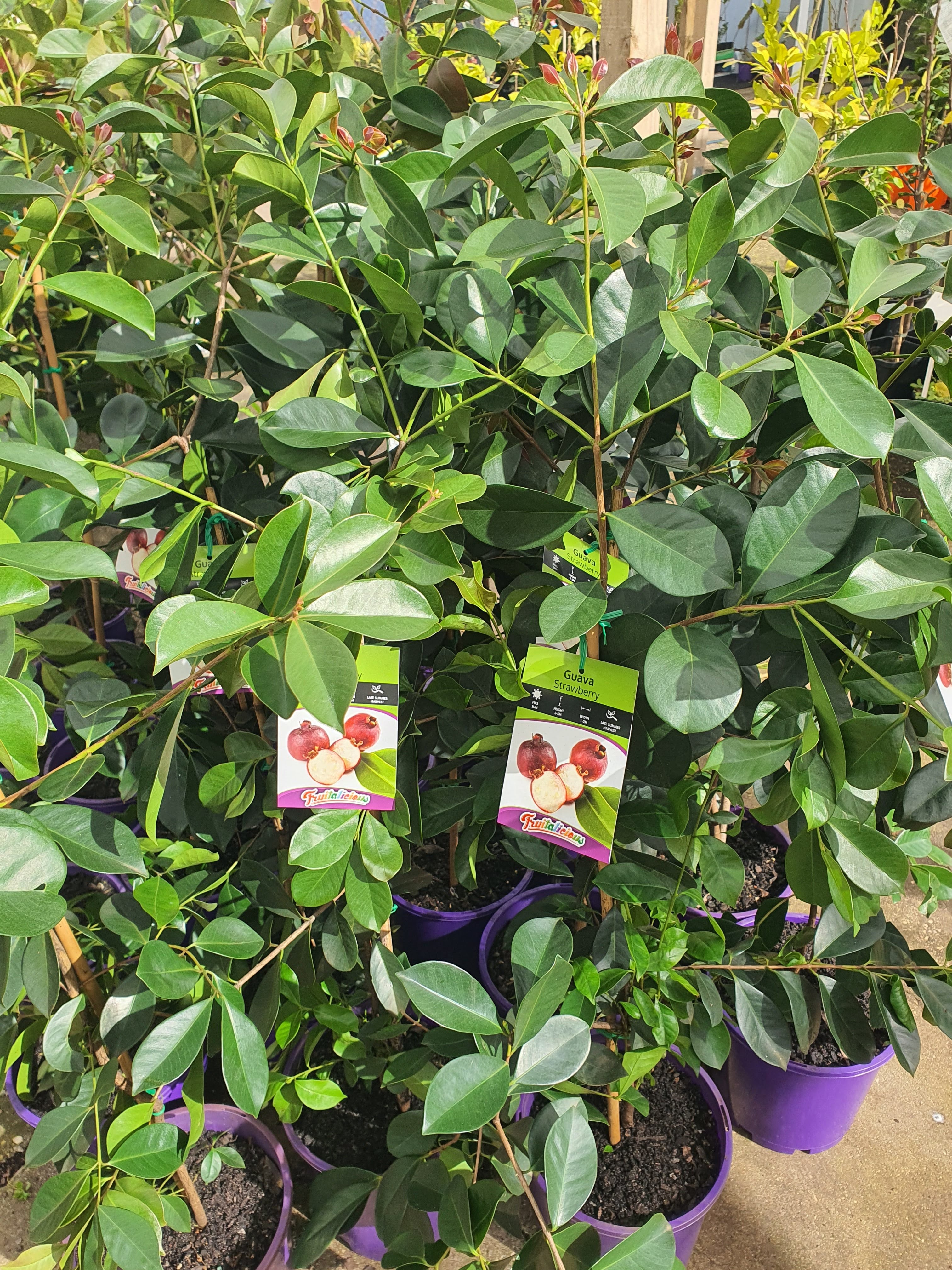 Strawberry Cherry Guava