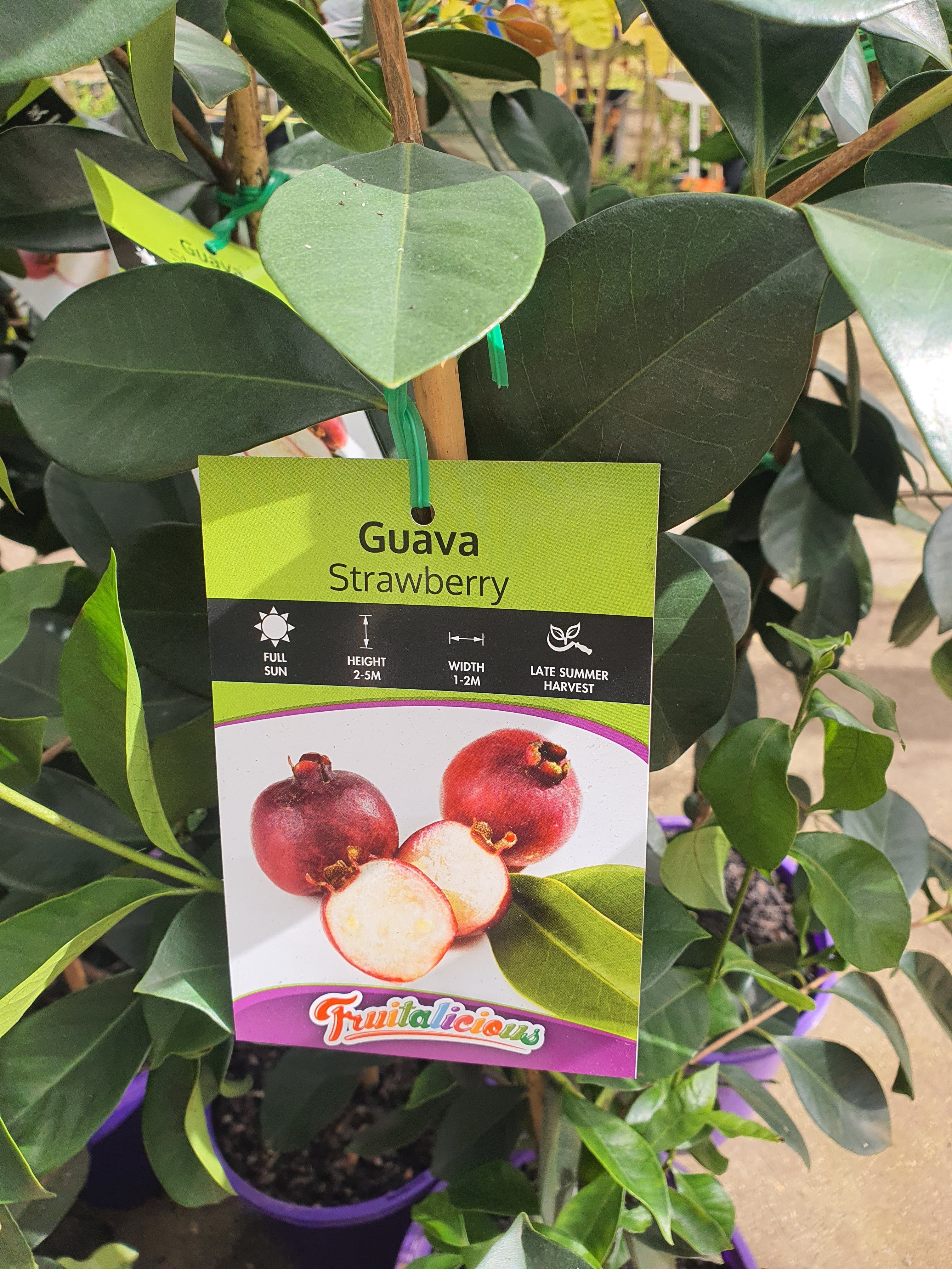 Strawberry Cherry Guava