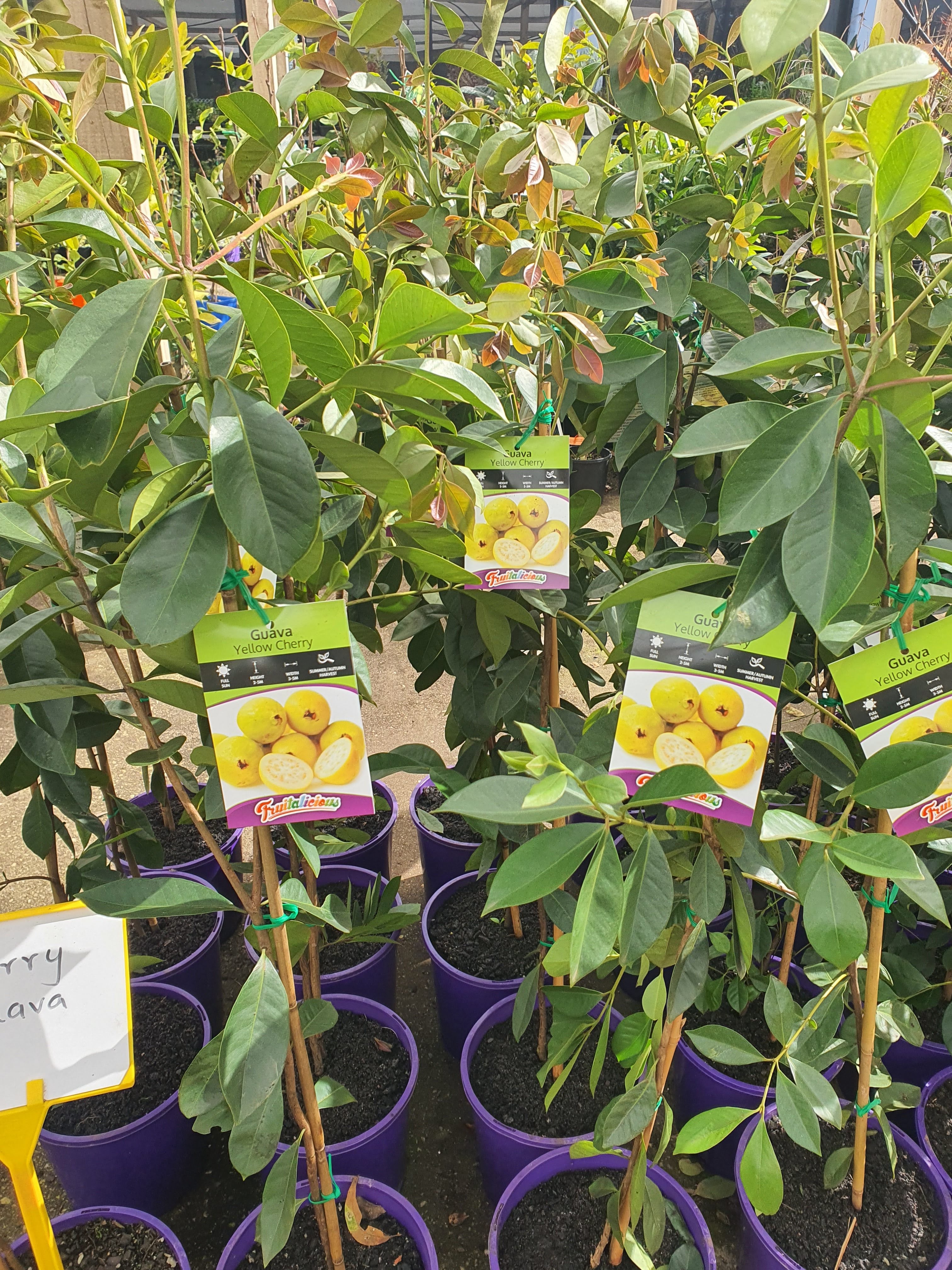 Yellow Cherry Guava Plants