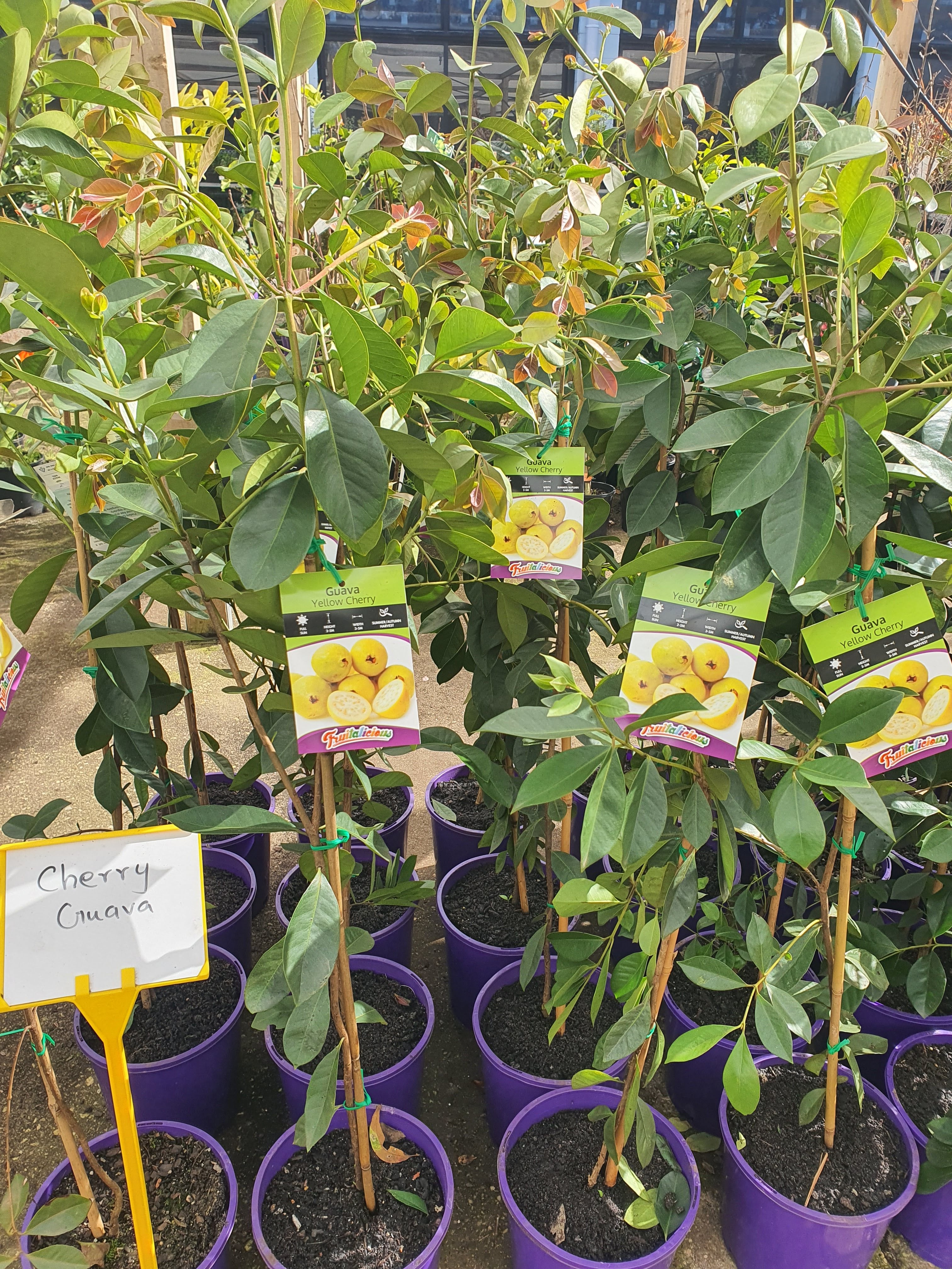 Yellow Cherry Guava Plants