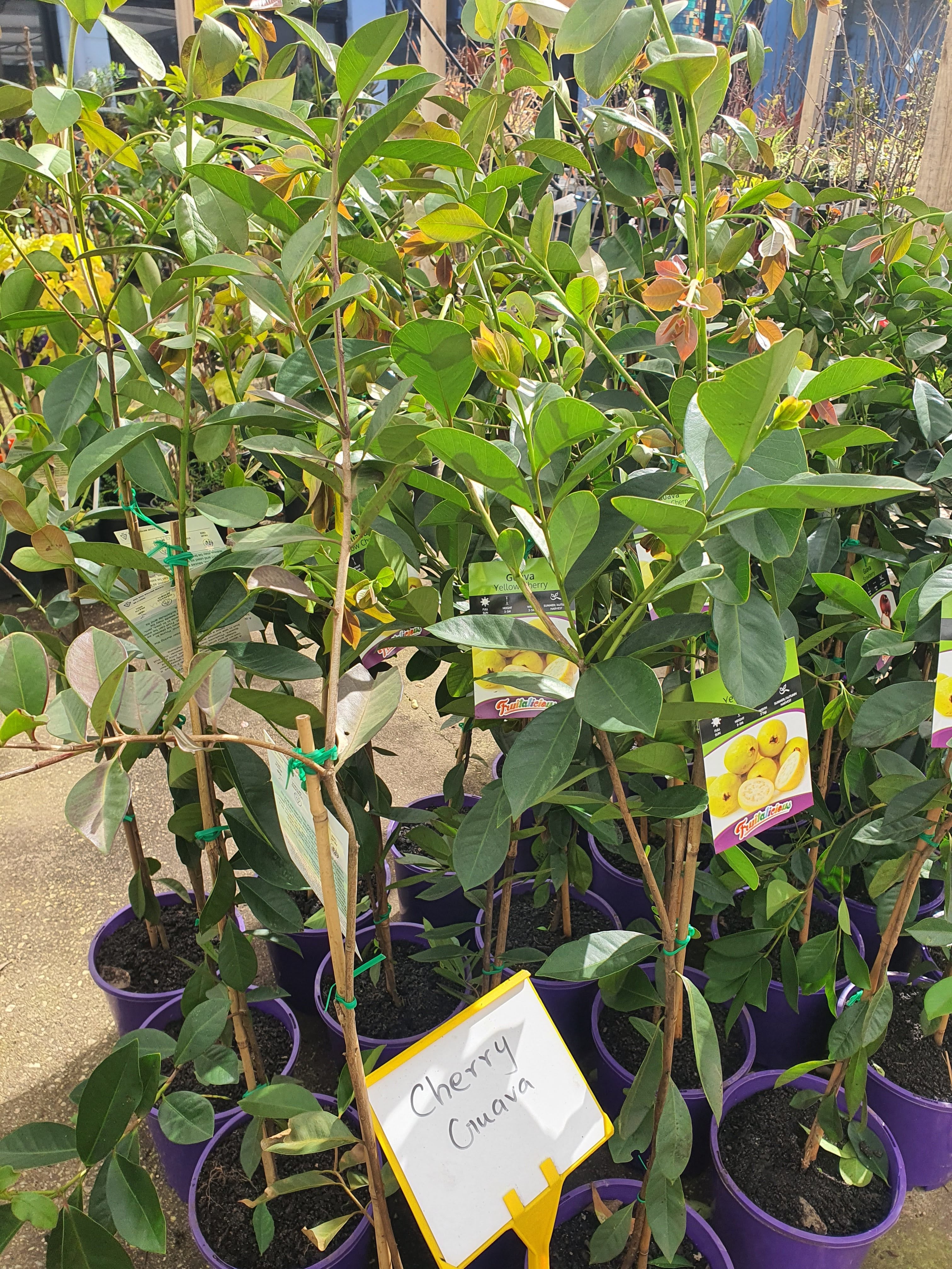 Yellow Cherry Guava Plants