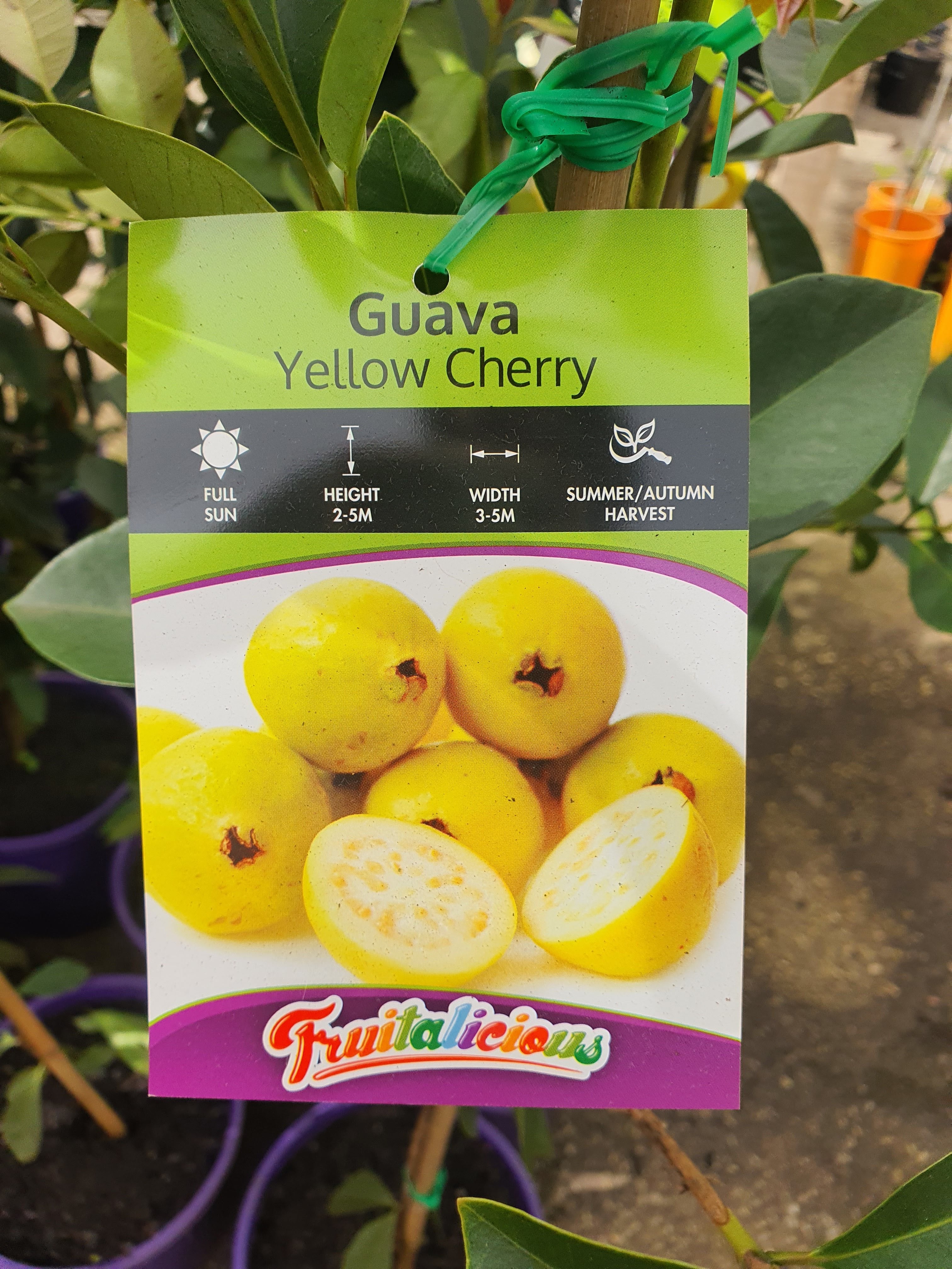 Yellow Cherry Guava Plants