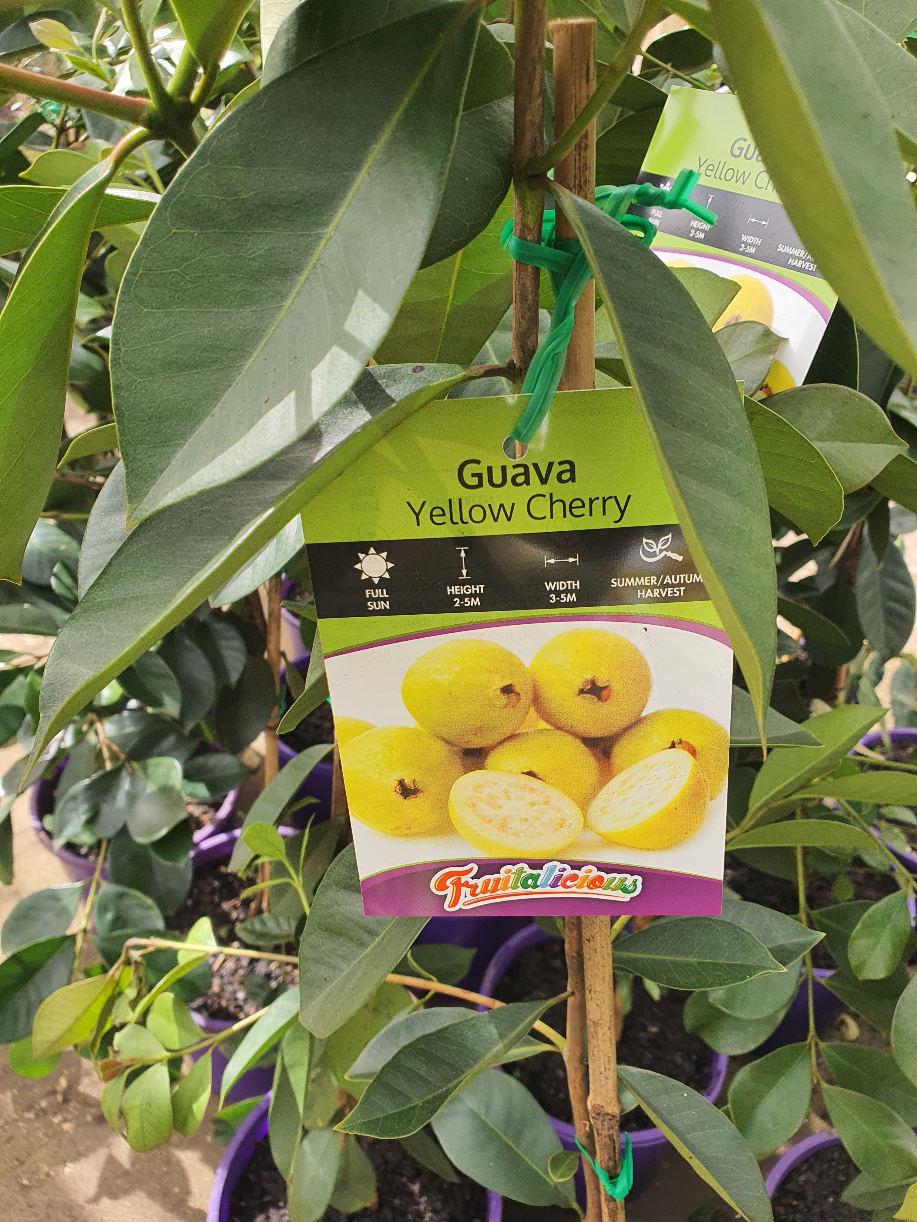 Yellow Cherry Guava Plants