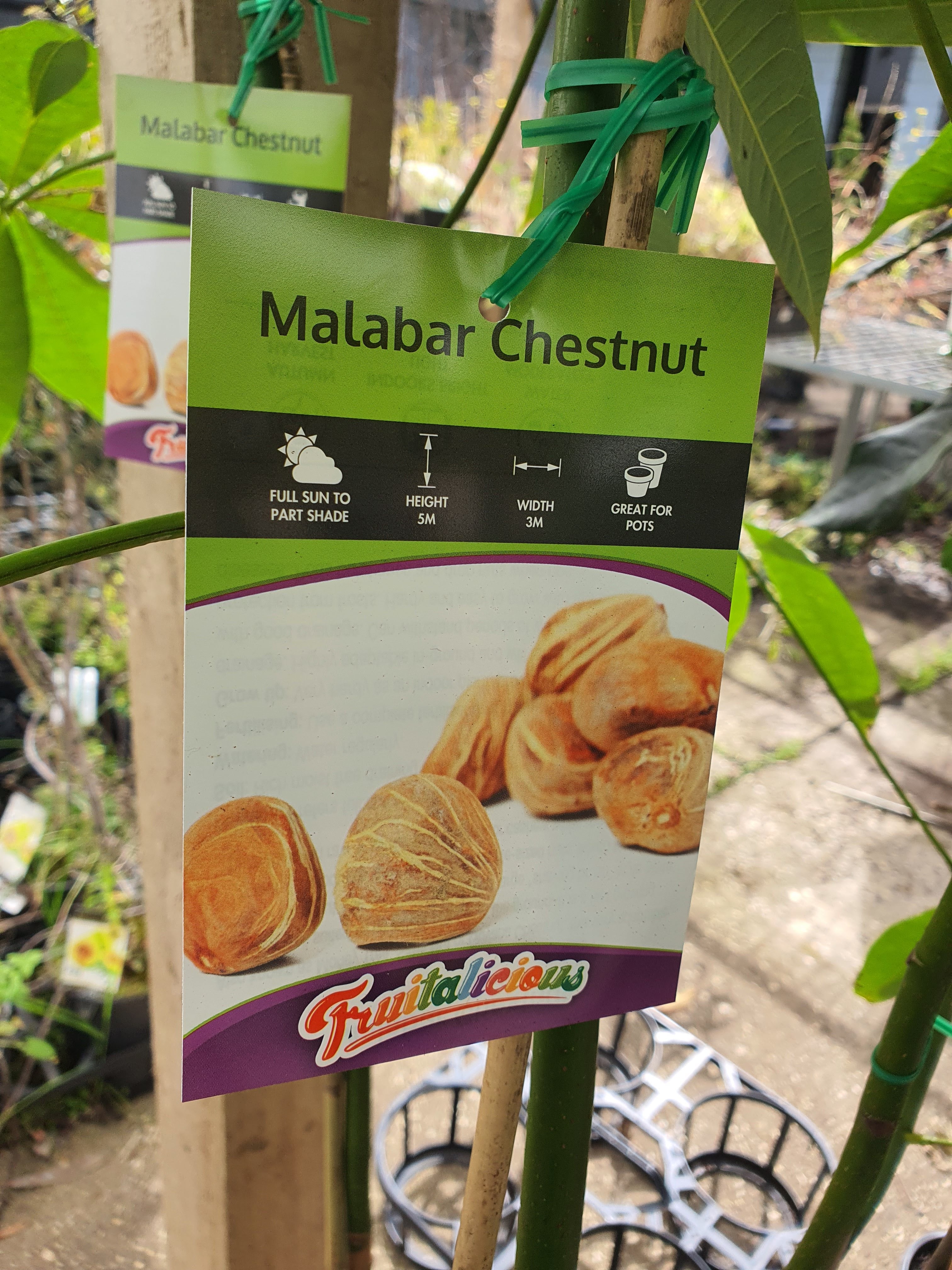 Malabar Chestnut Plant
