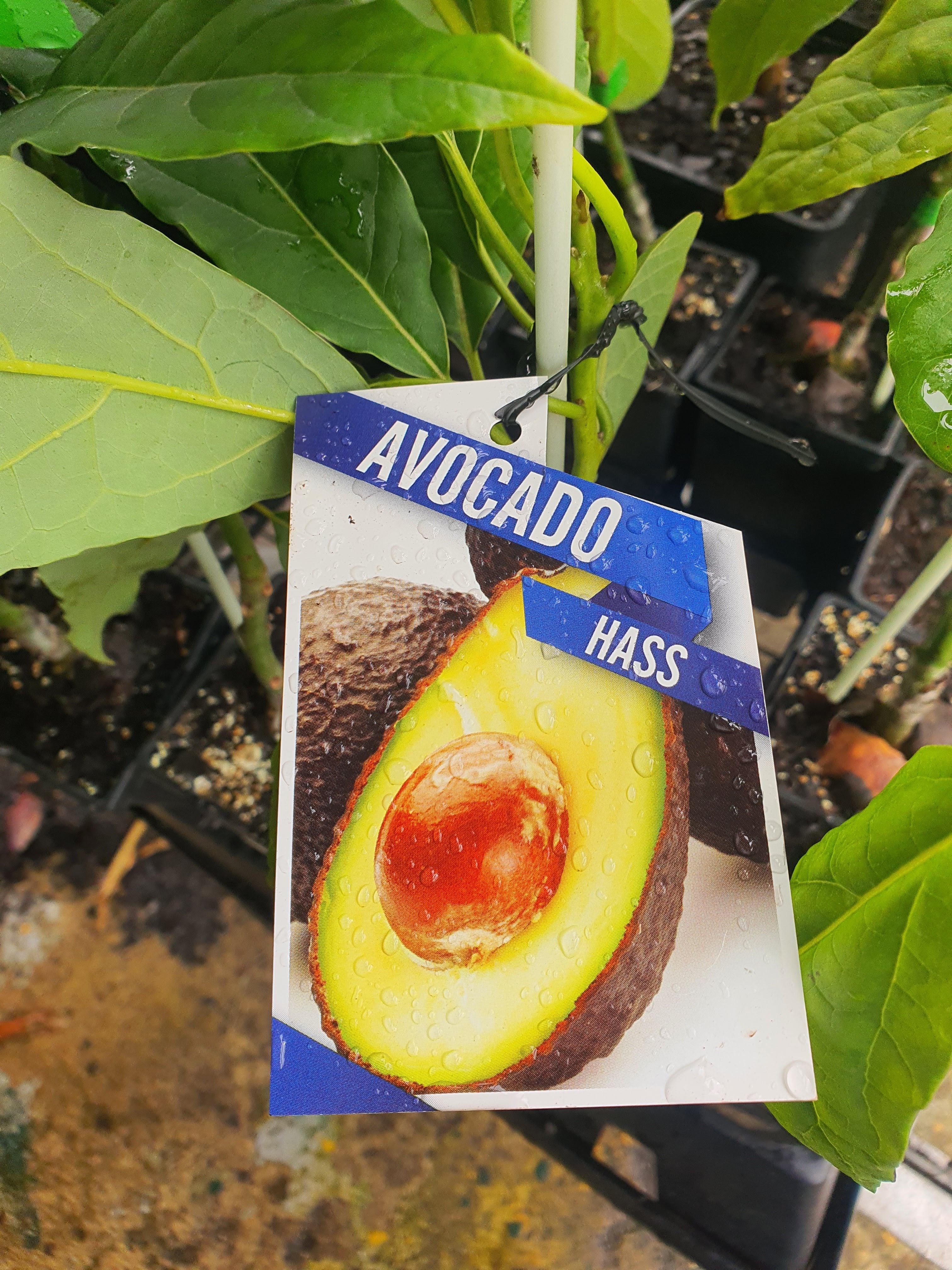 Grafted Hass Avocado