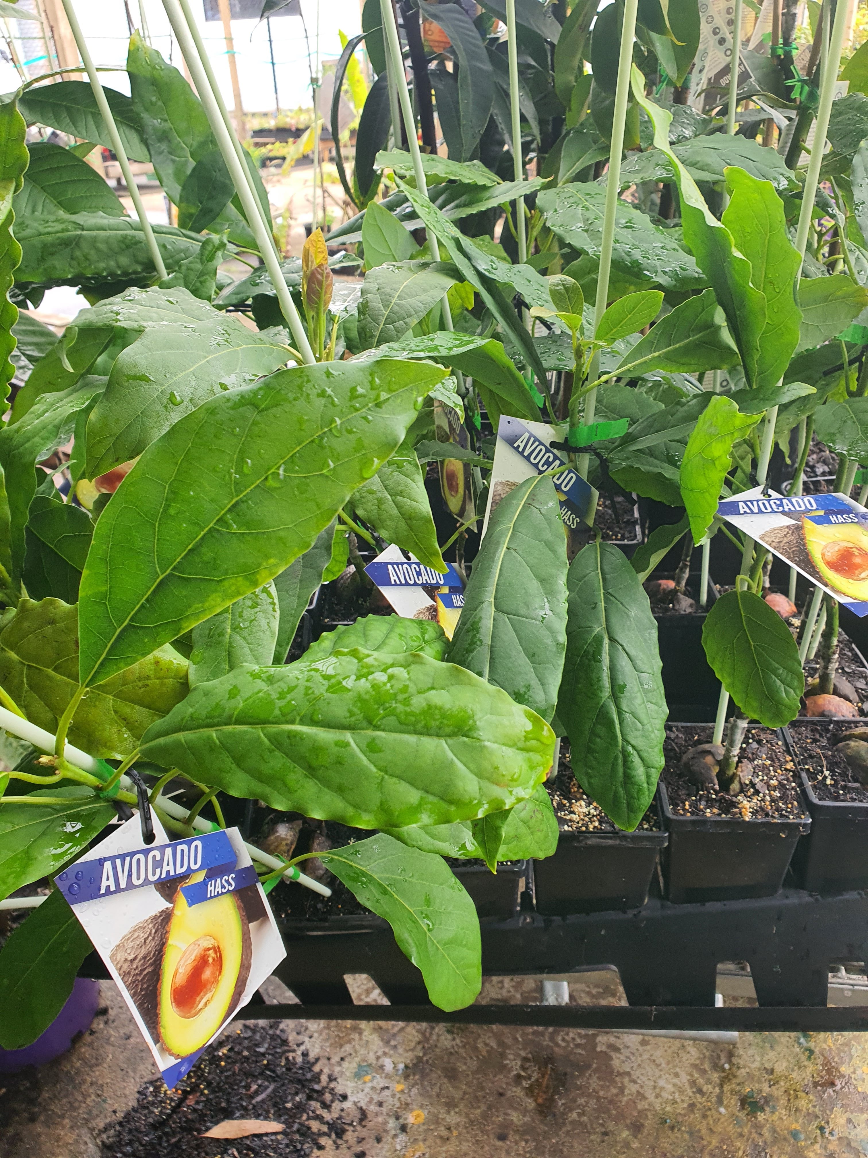 Grafted Hass Avocado