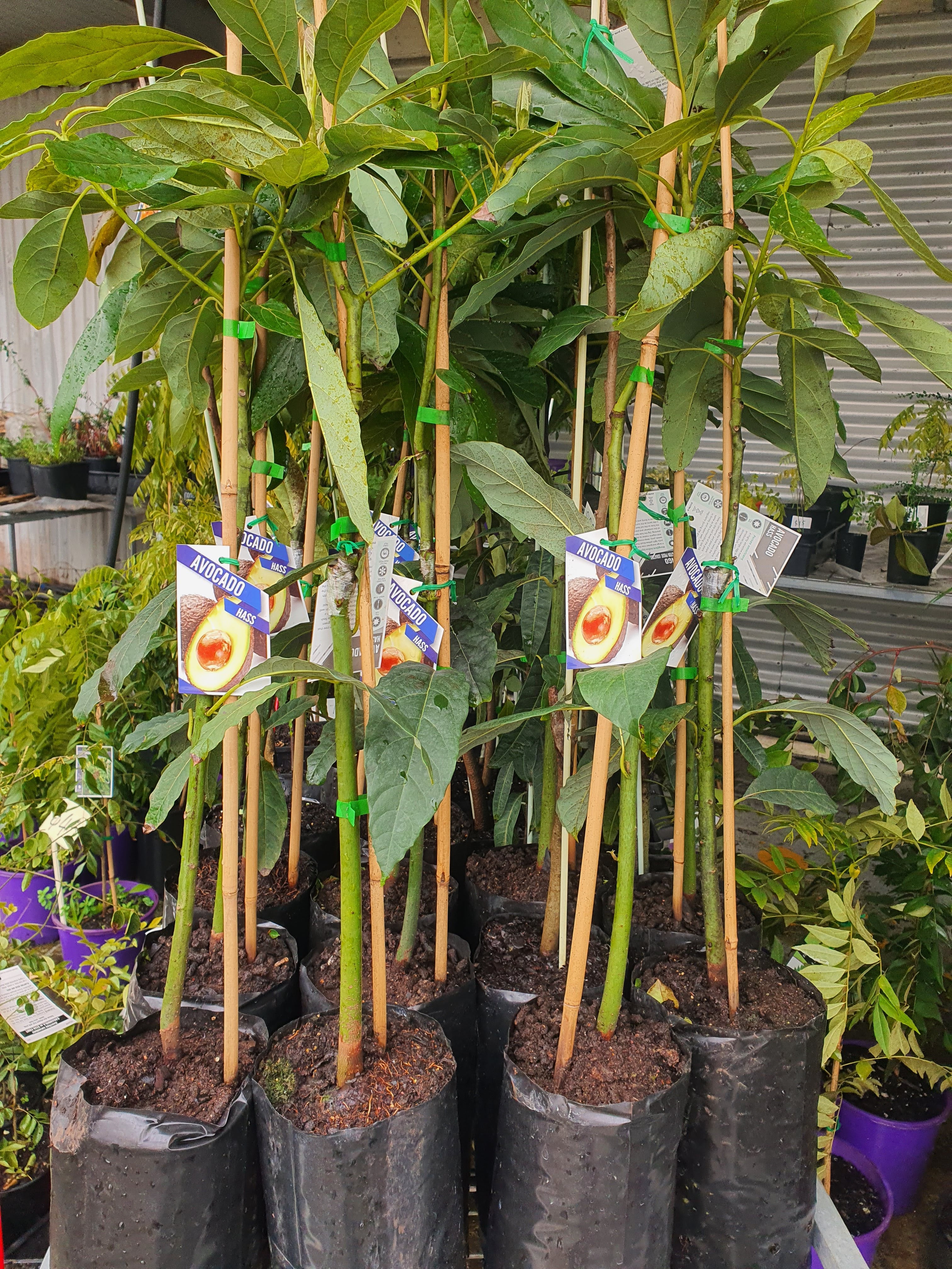 Grafted Hass Avocado