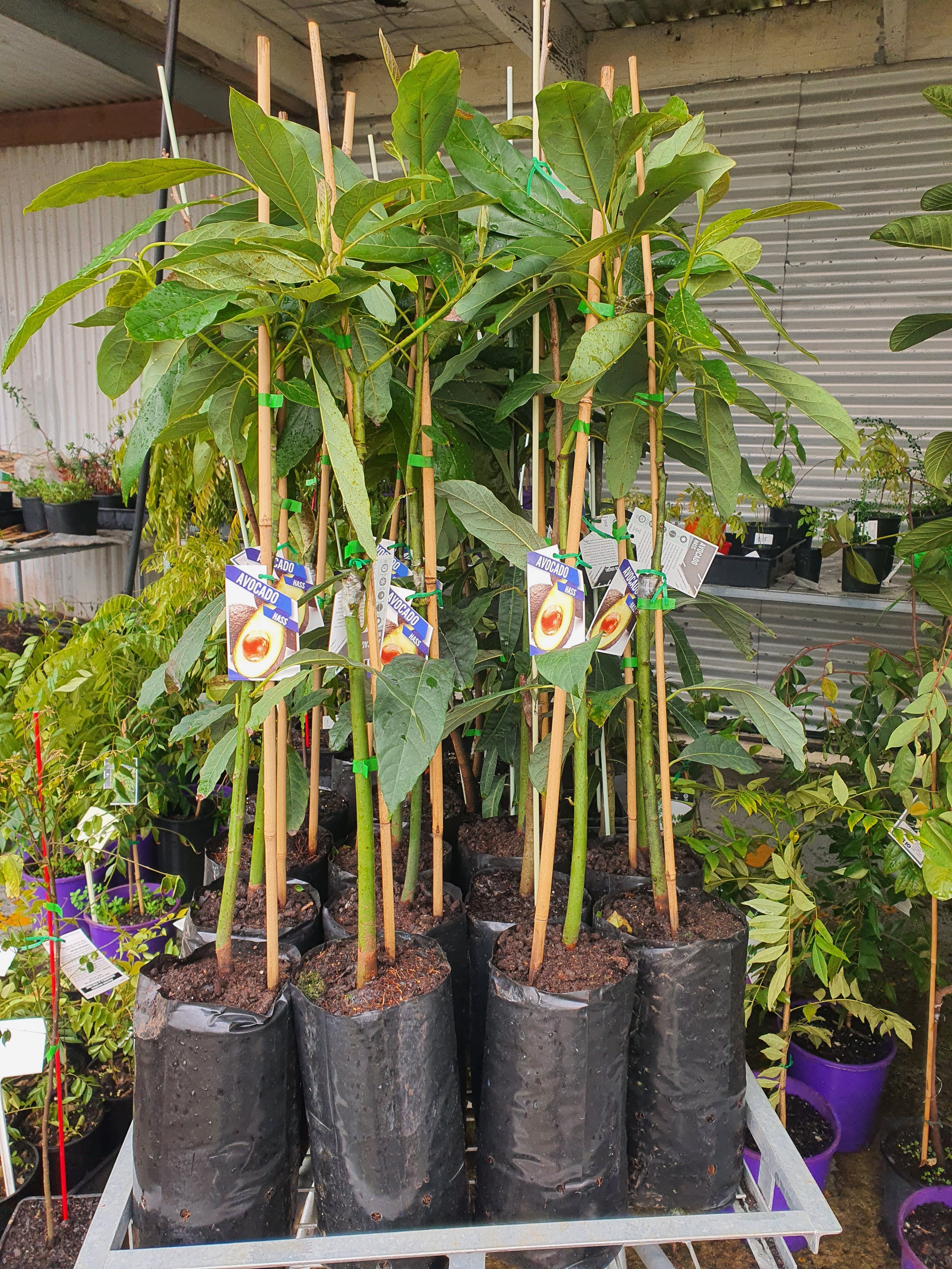 Grafted Hass Avocado