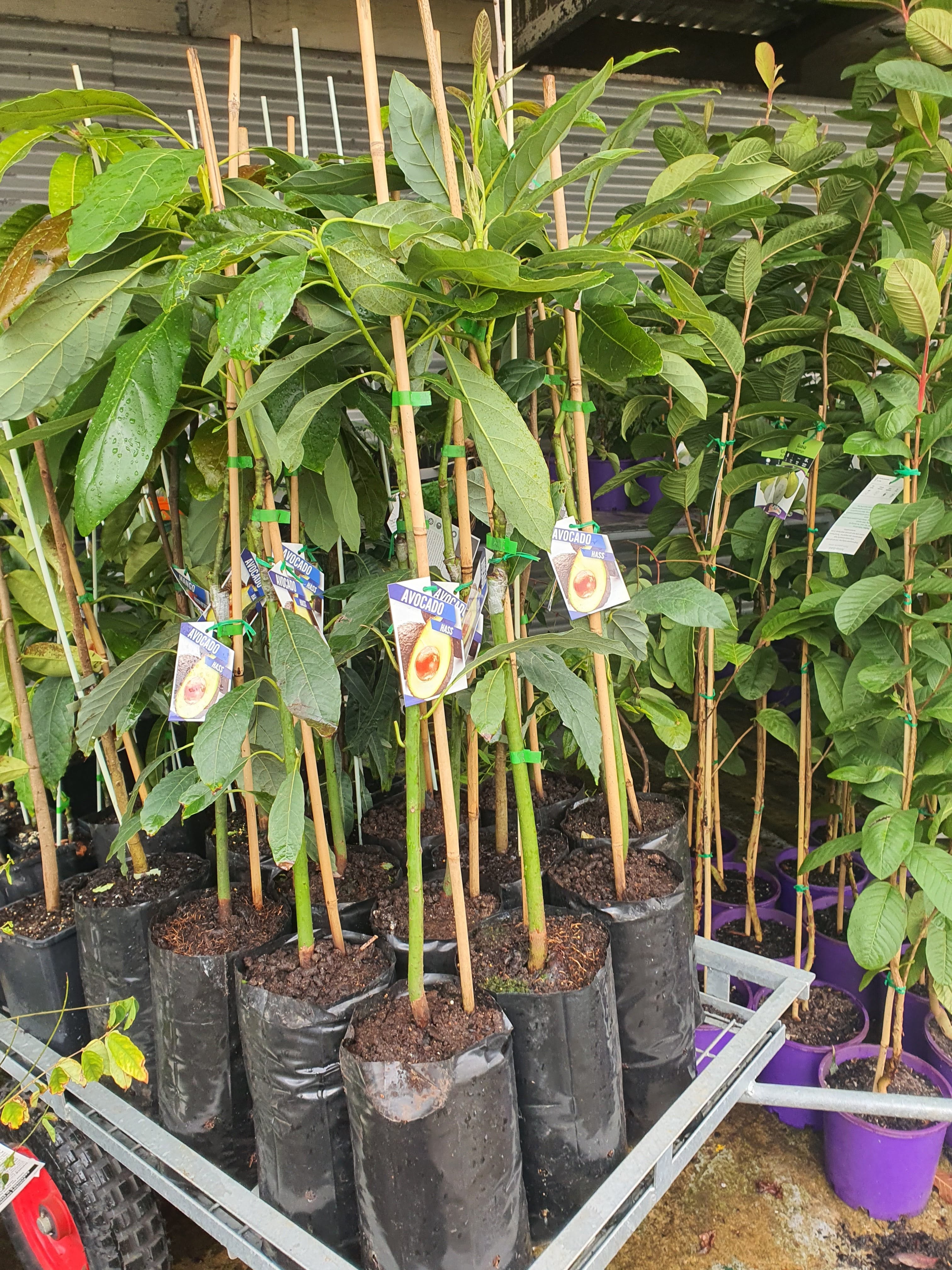 Grafted Hass Avocado