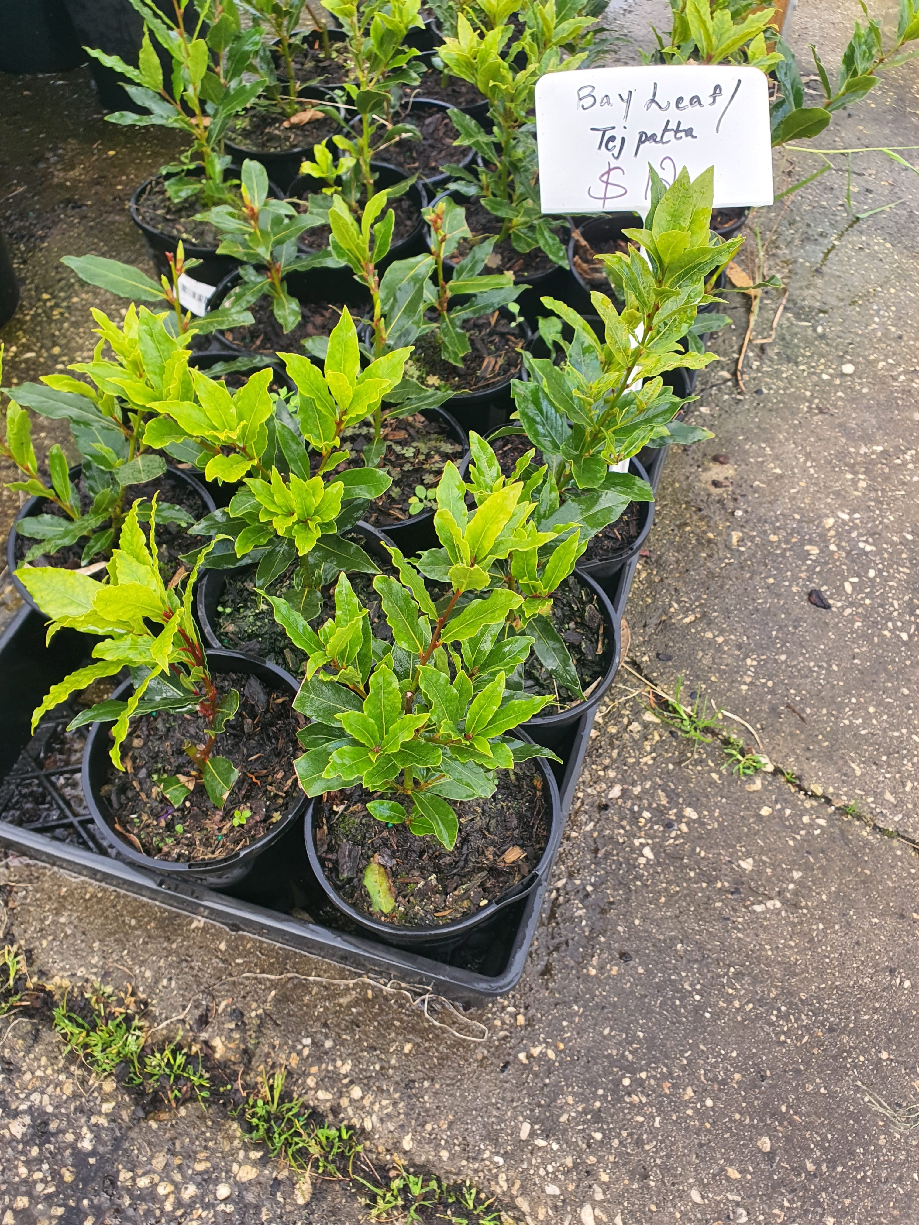 Bay Leaves Plants