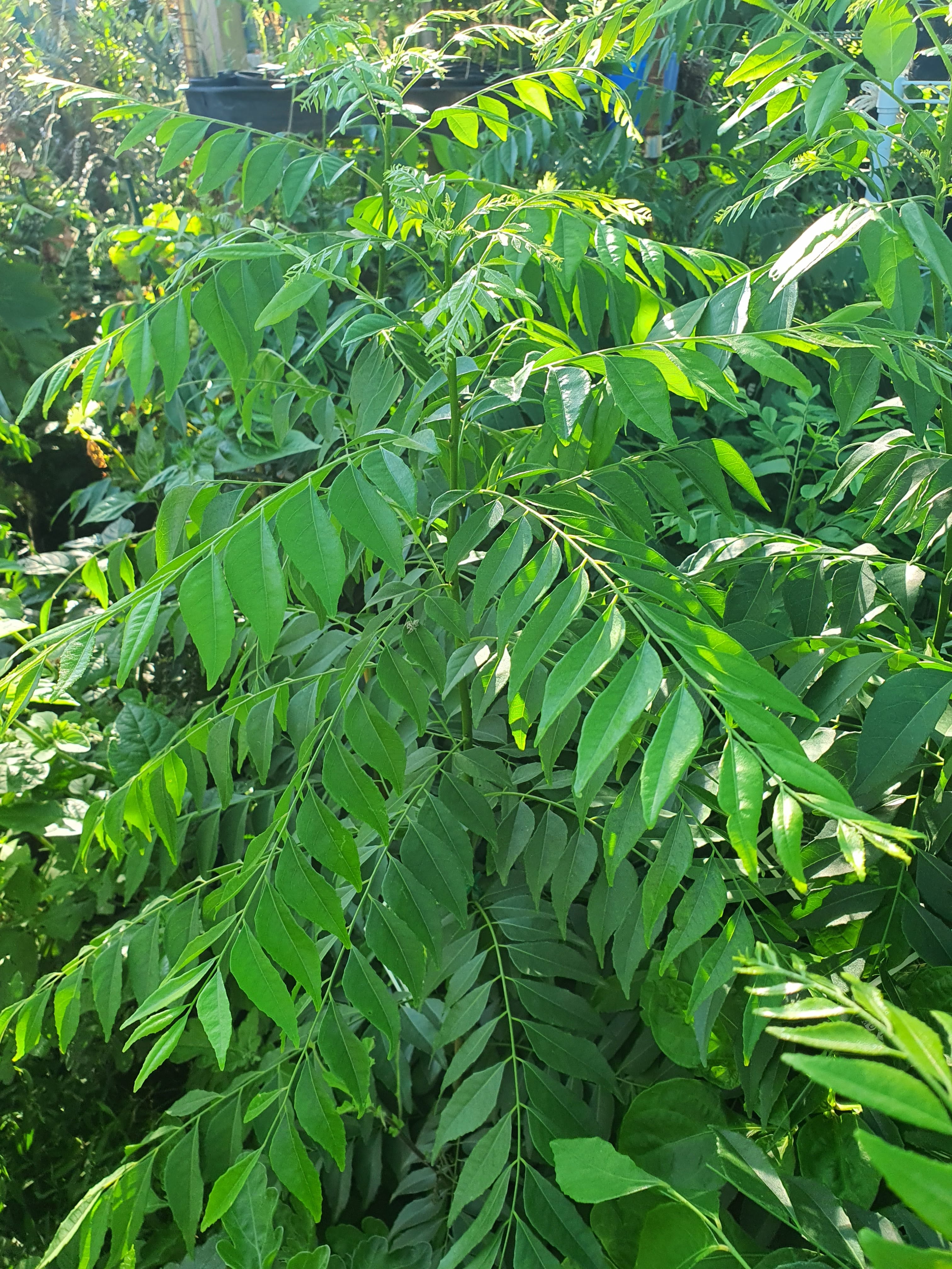 Curry Leaves