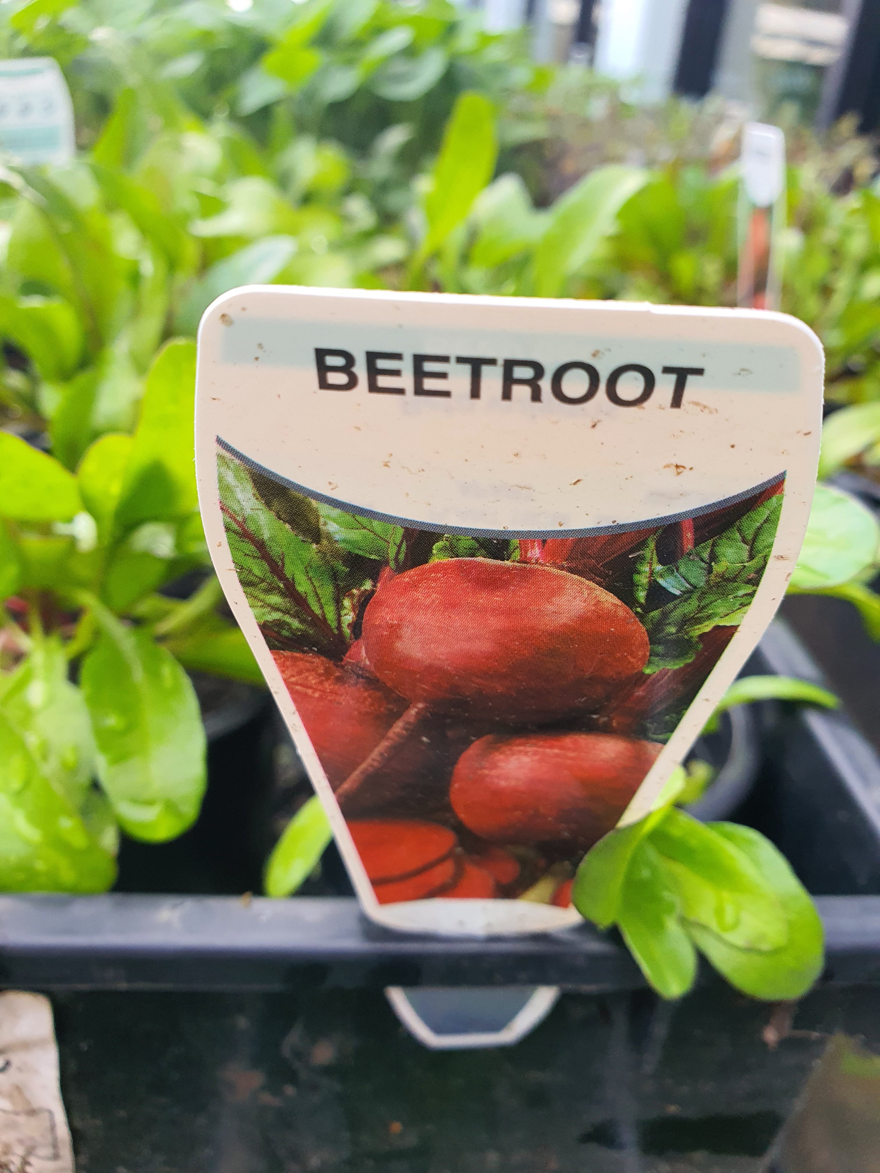 Beetroot