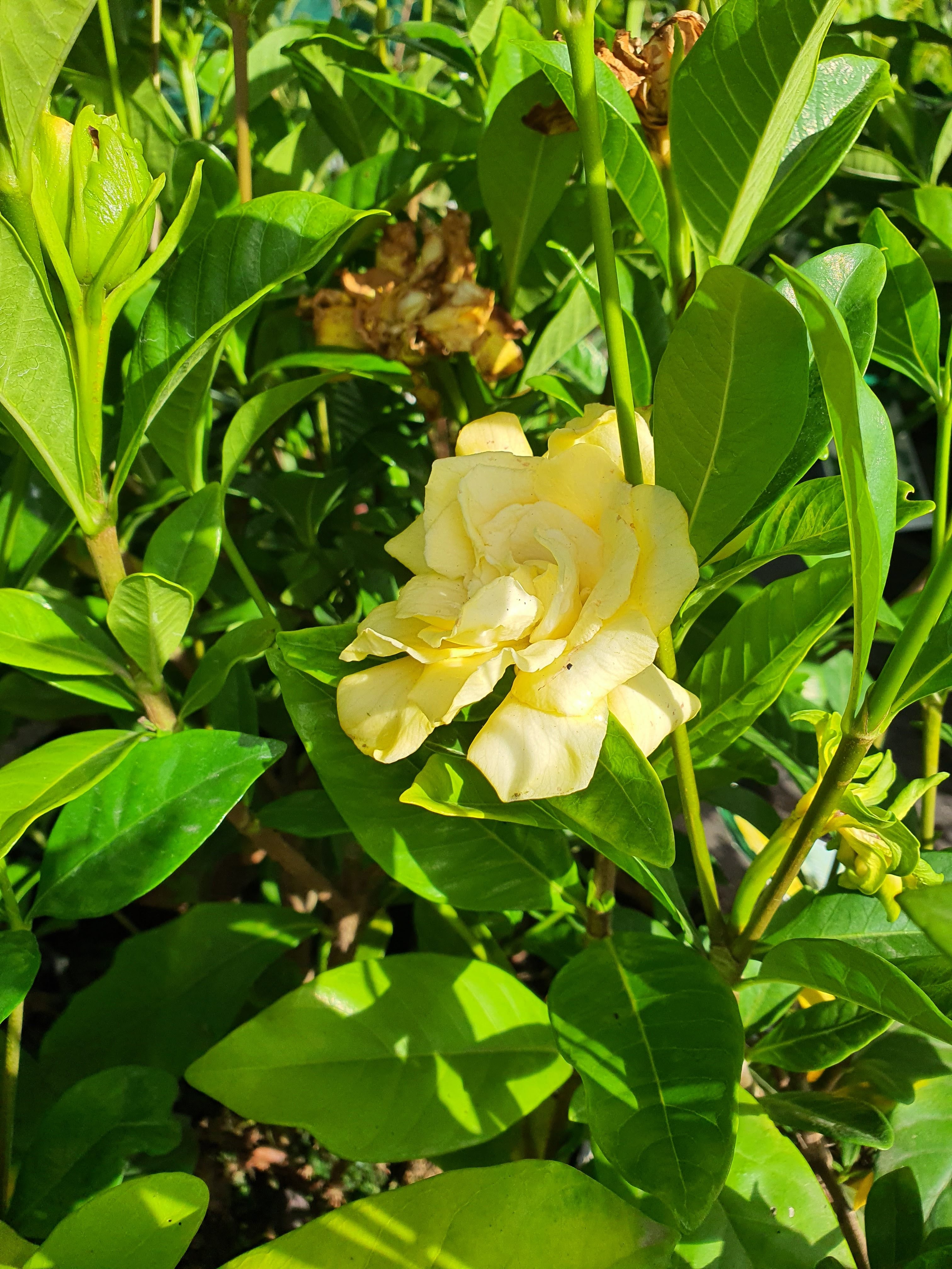 Gardenia