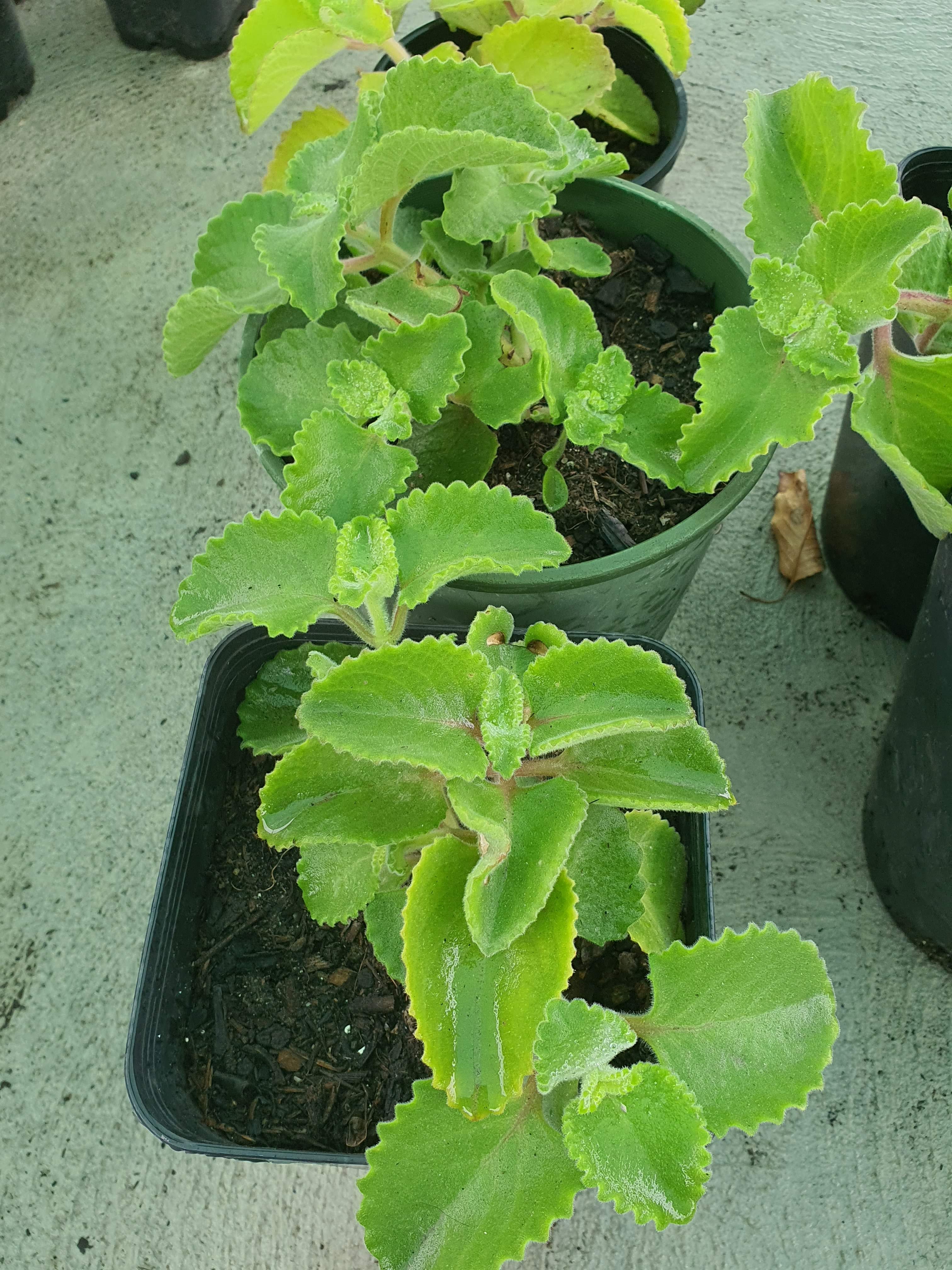 Ajwain plant