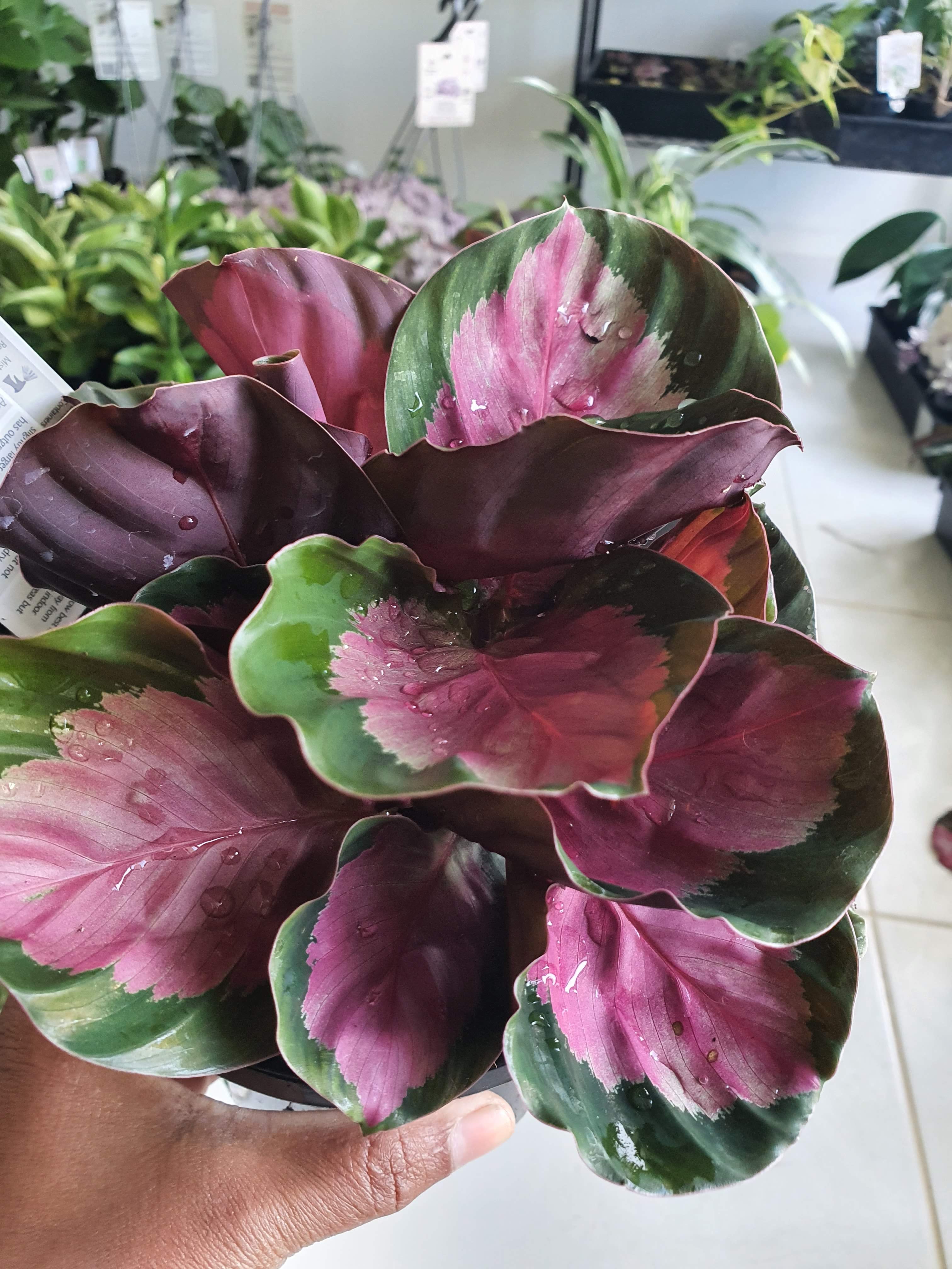 Calathea rosy