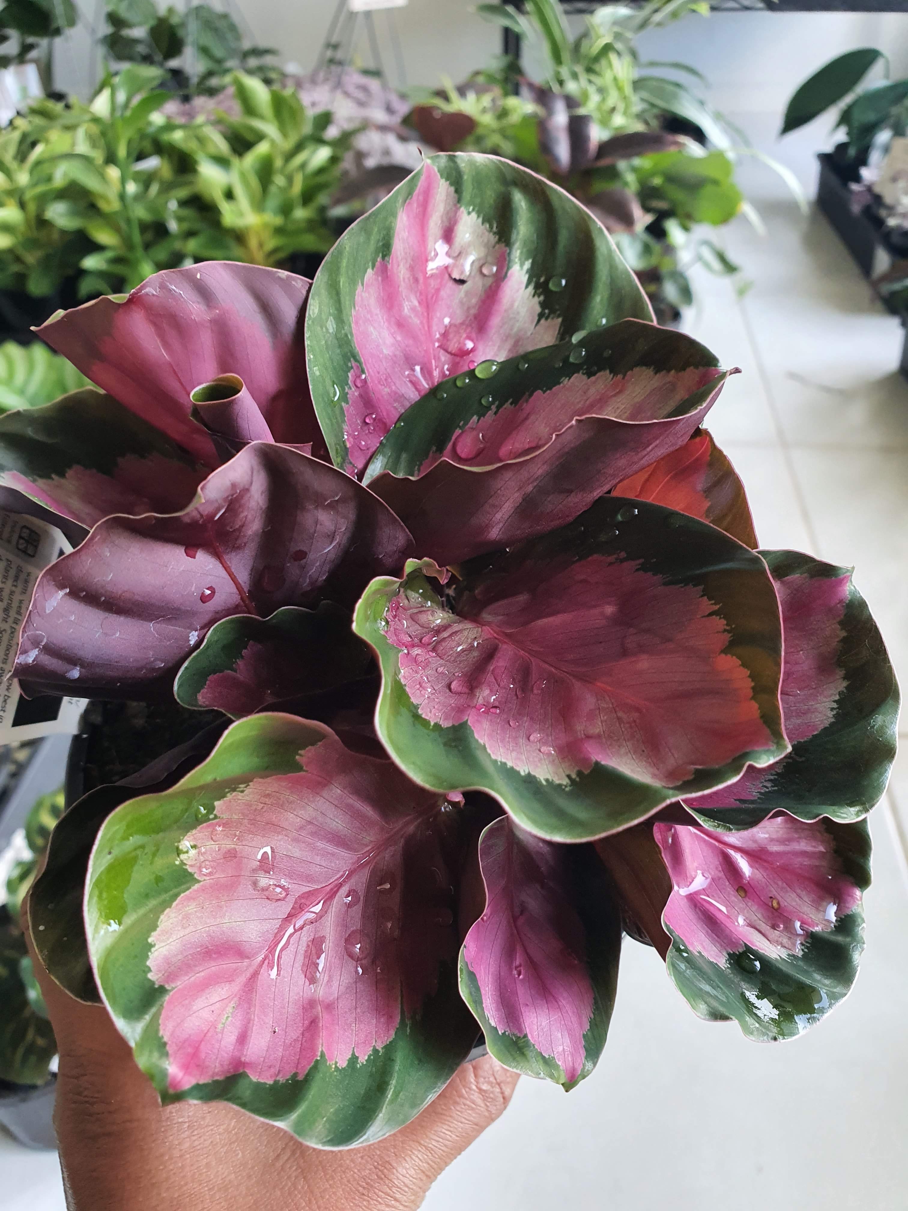 Calathea rosy