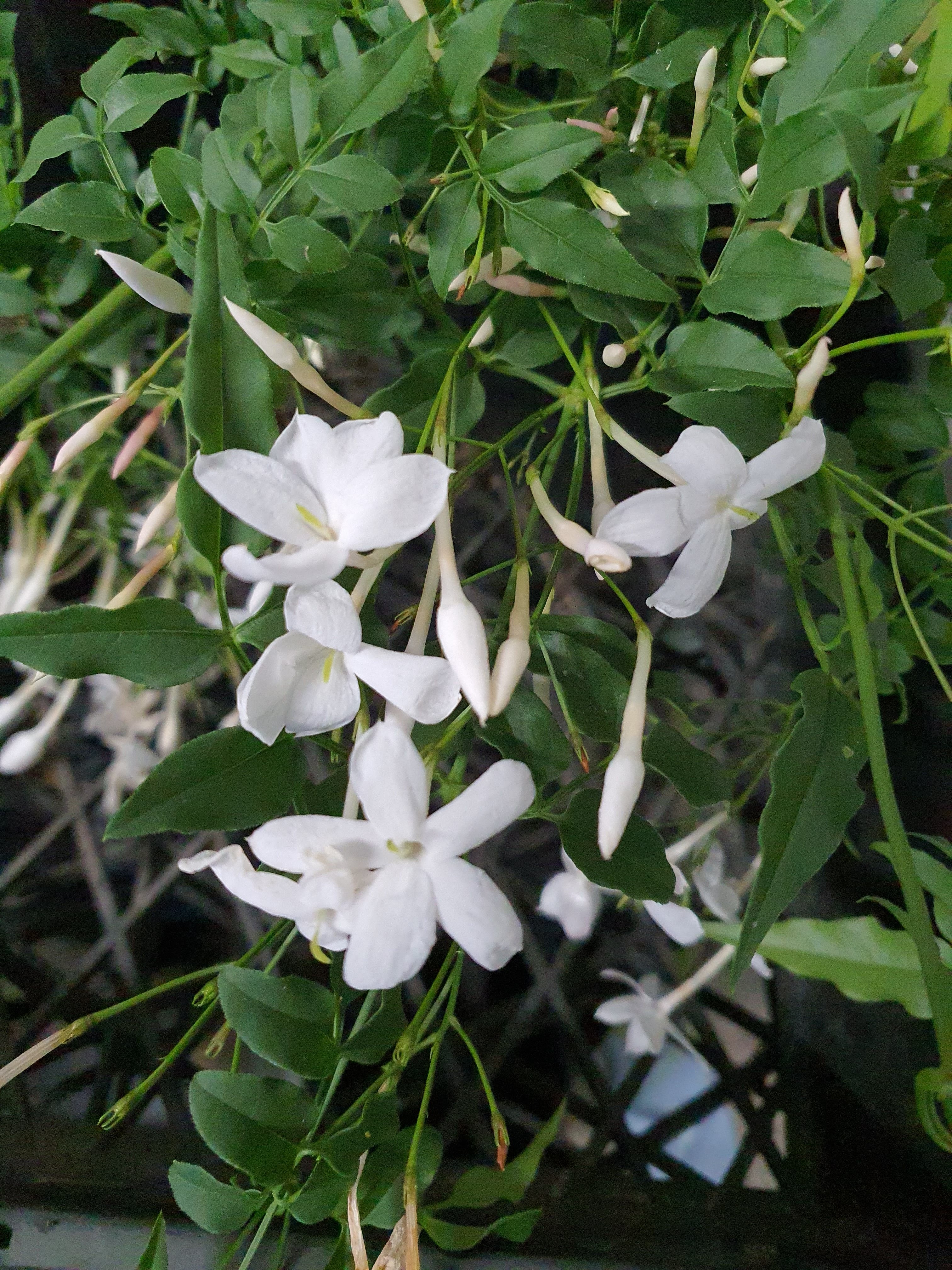 Jasminum polyanthum