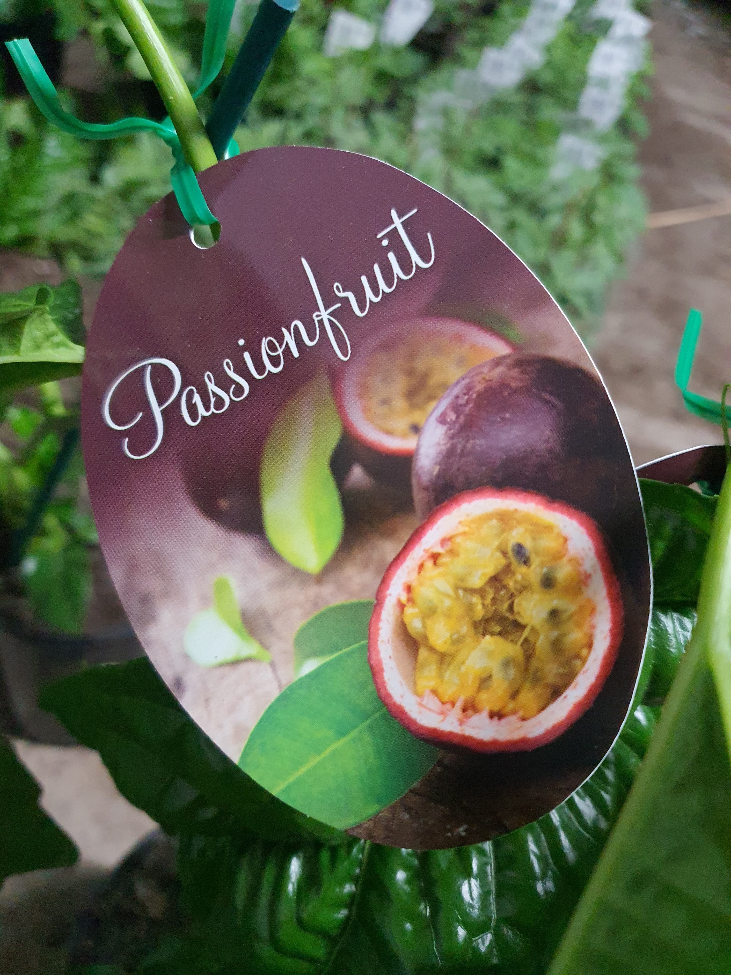 Passionfruit