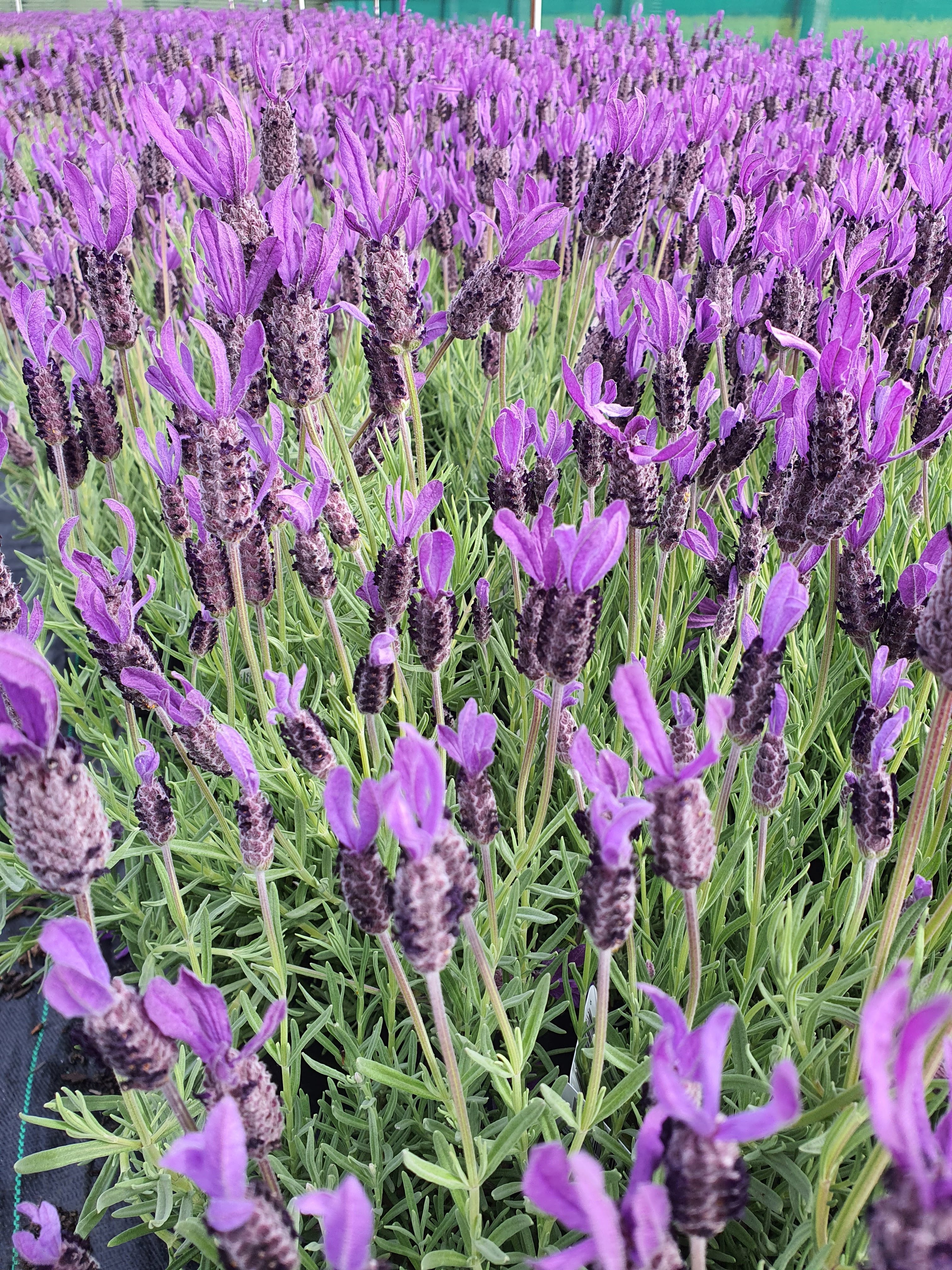 Lavender