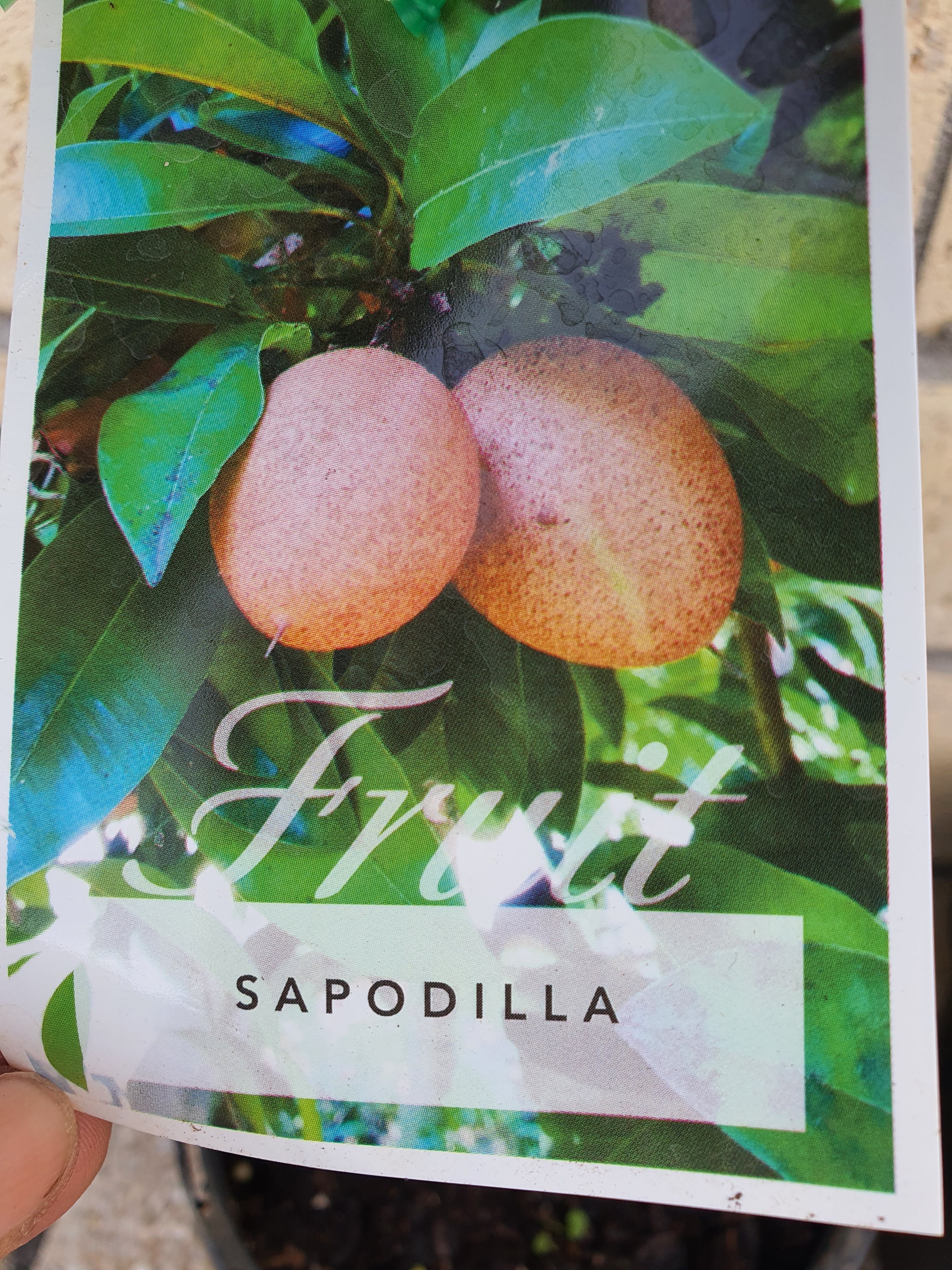 Sapodilla - Out of stock