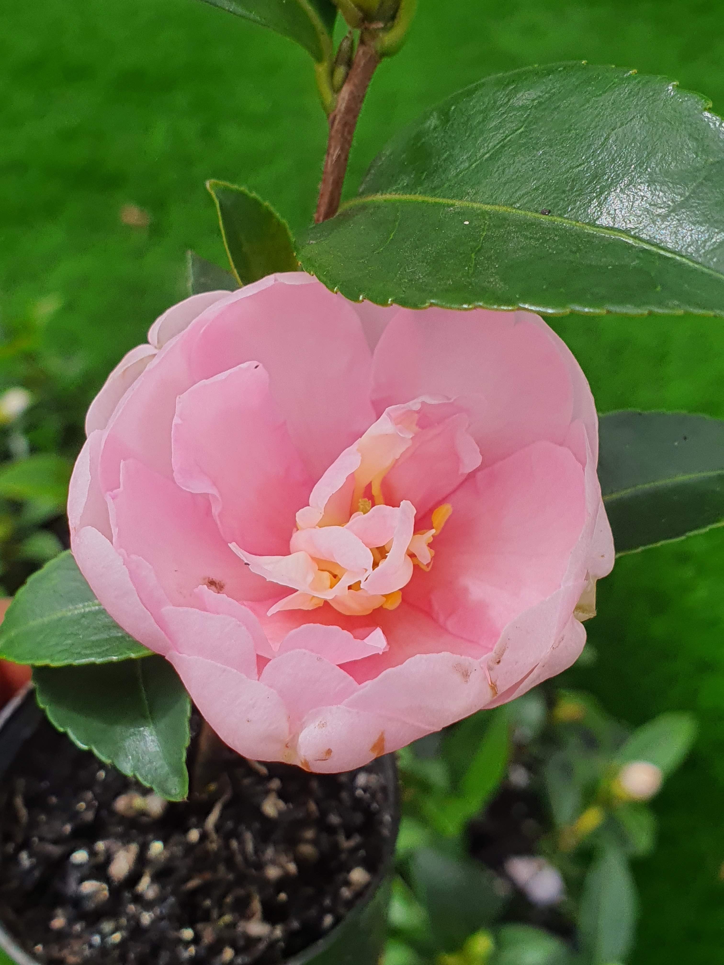 Camellia