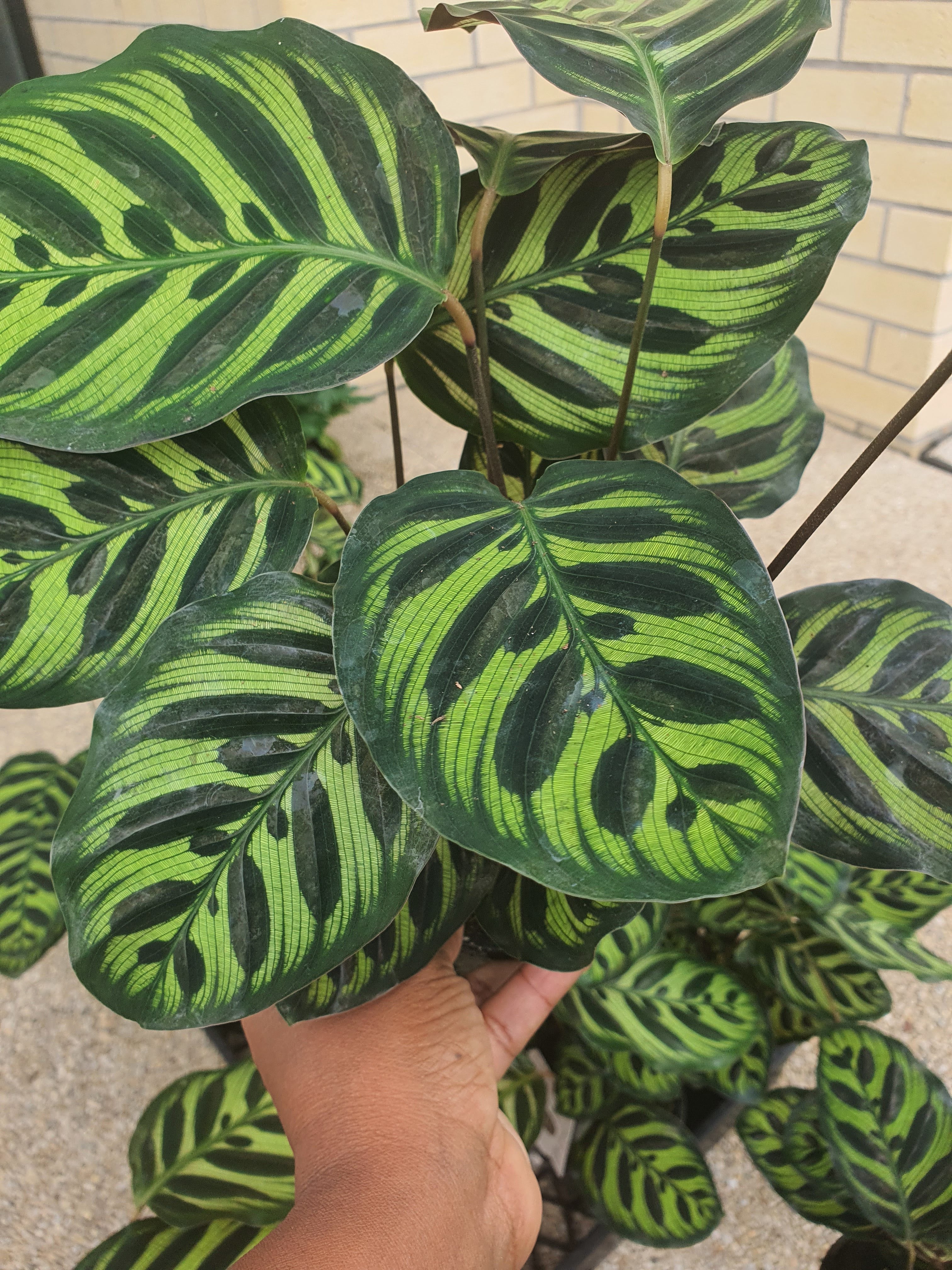 Calathea Peacock