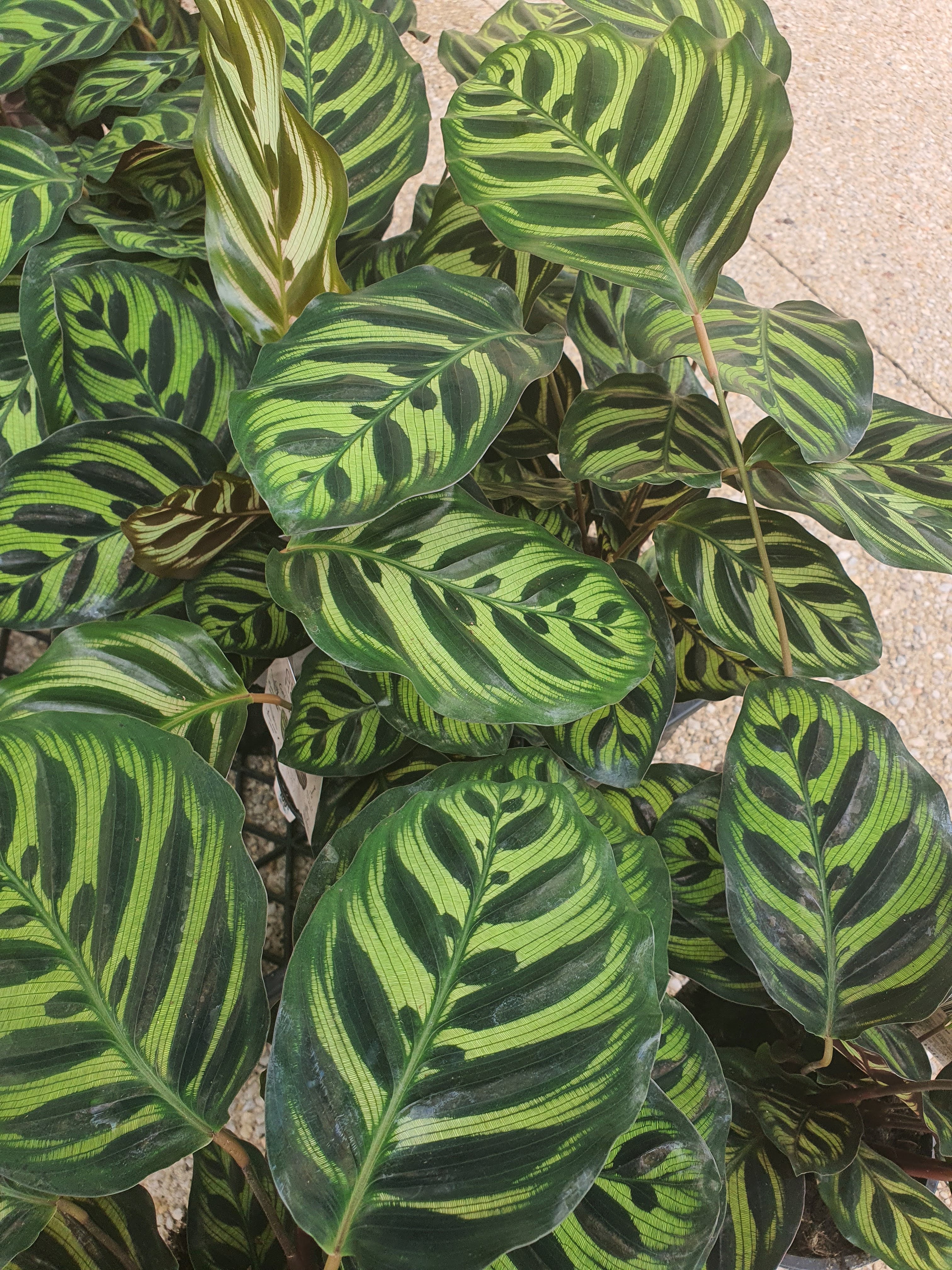 Calathea Peacock