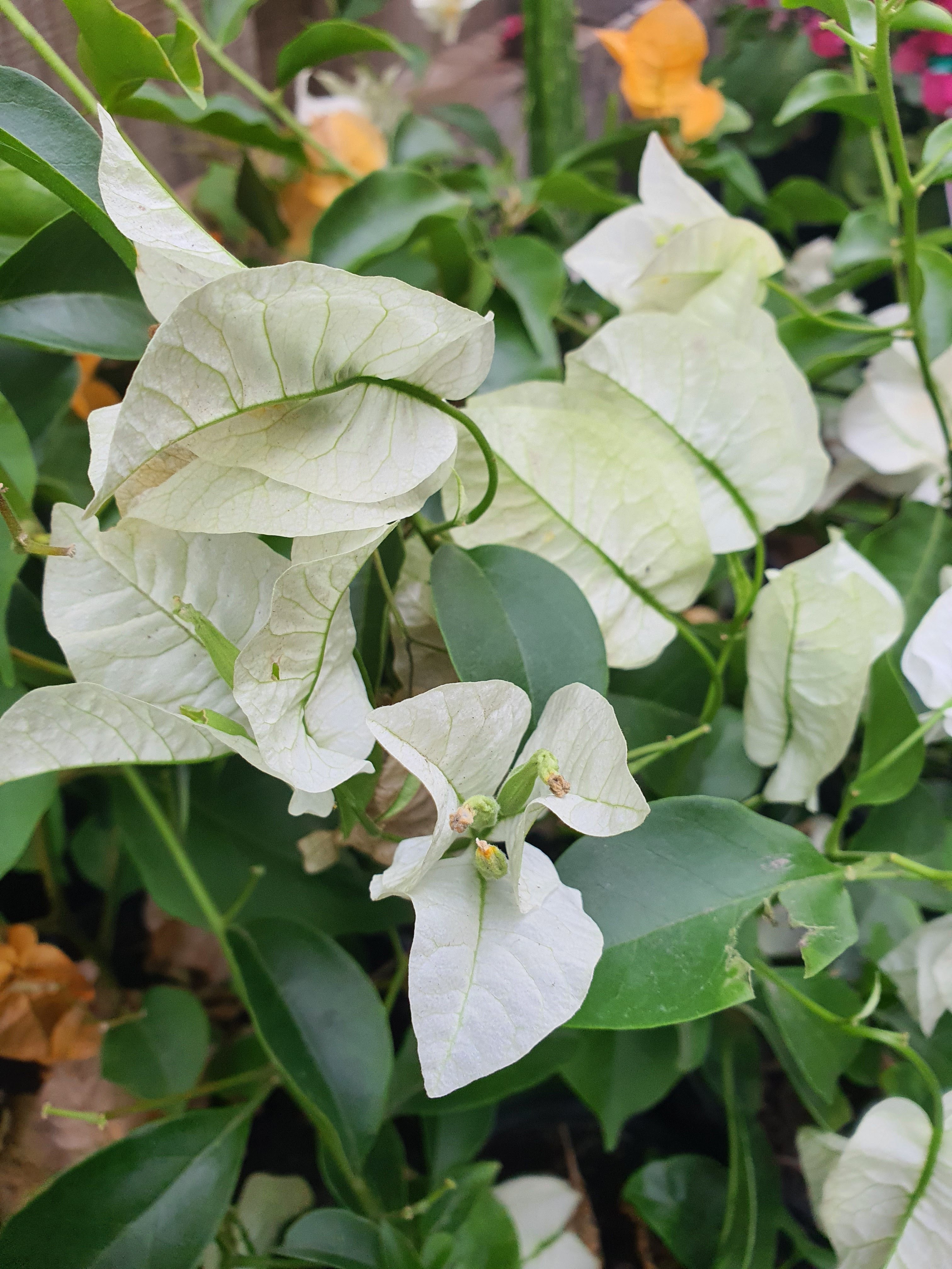 Bougainvillea