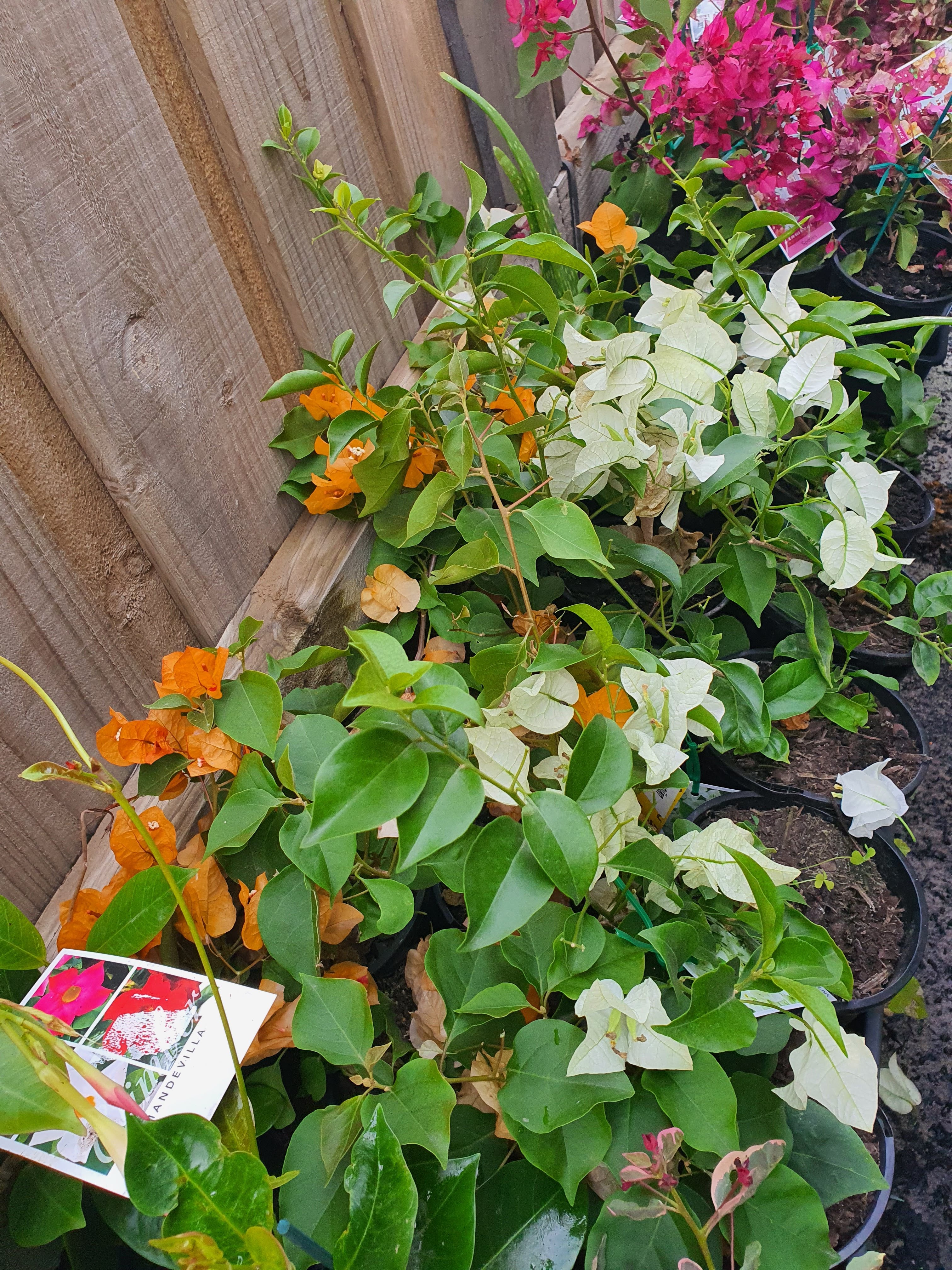 Bougainvillea