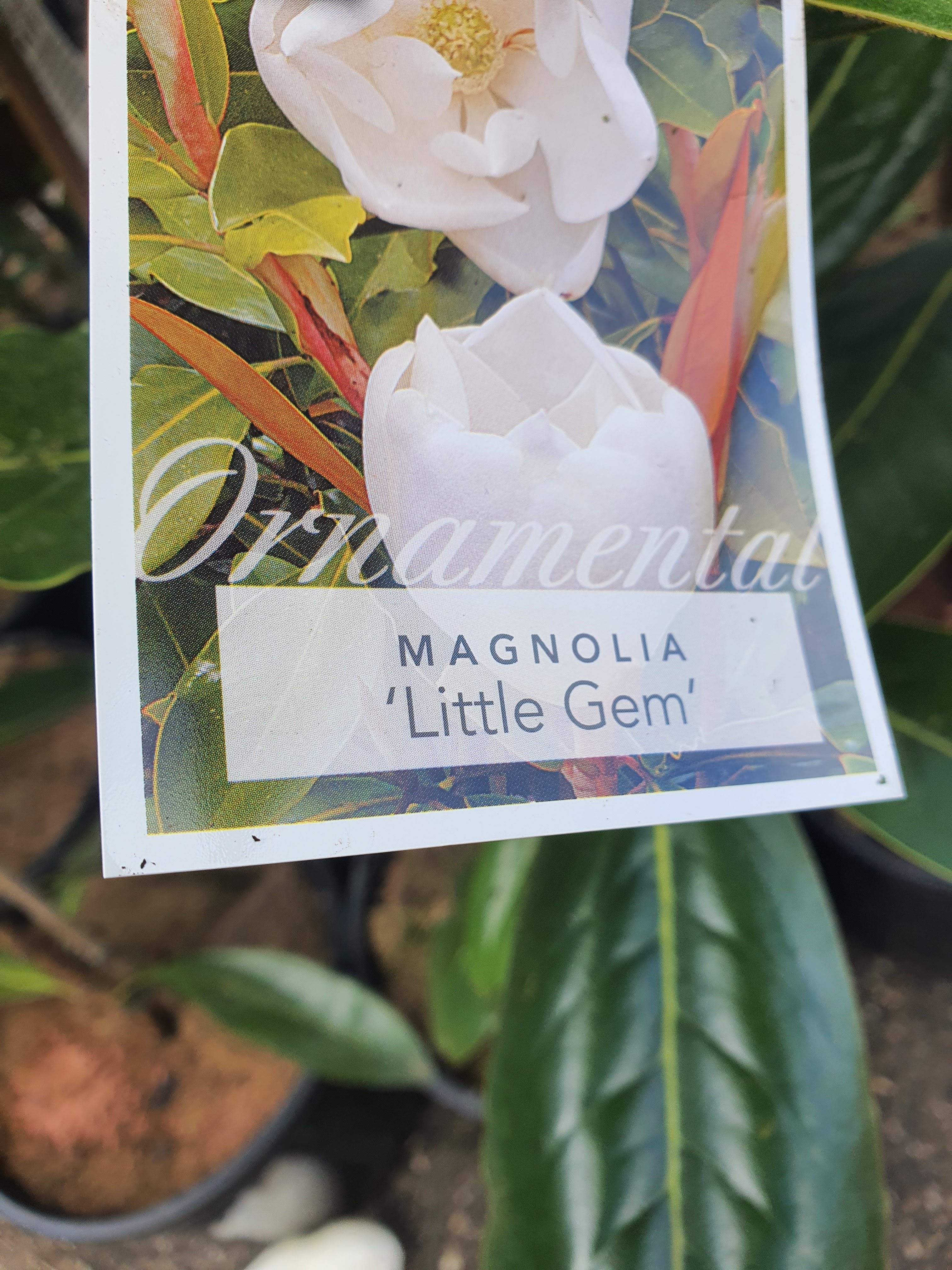 Magnolia Little GEM