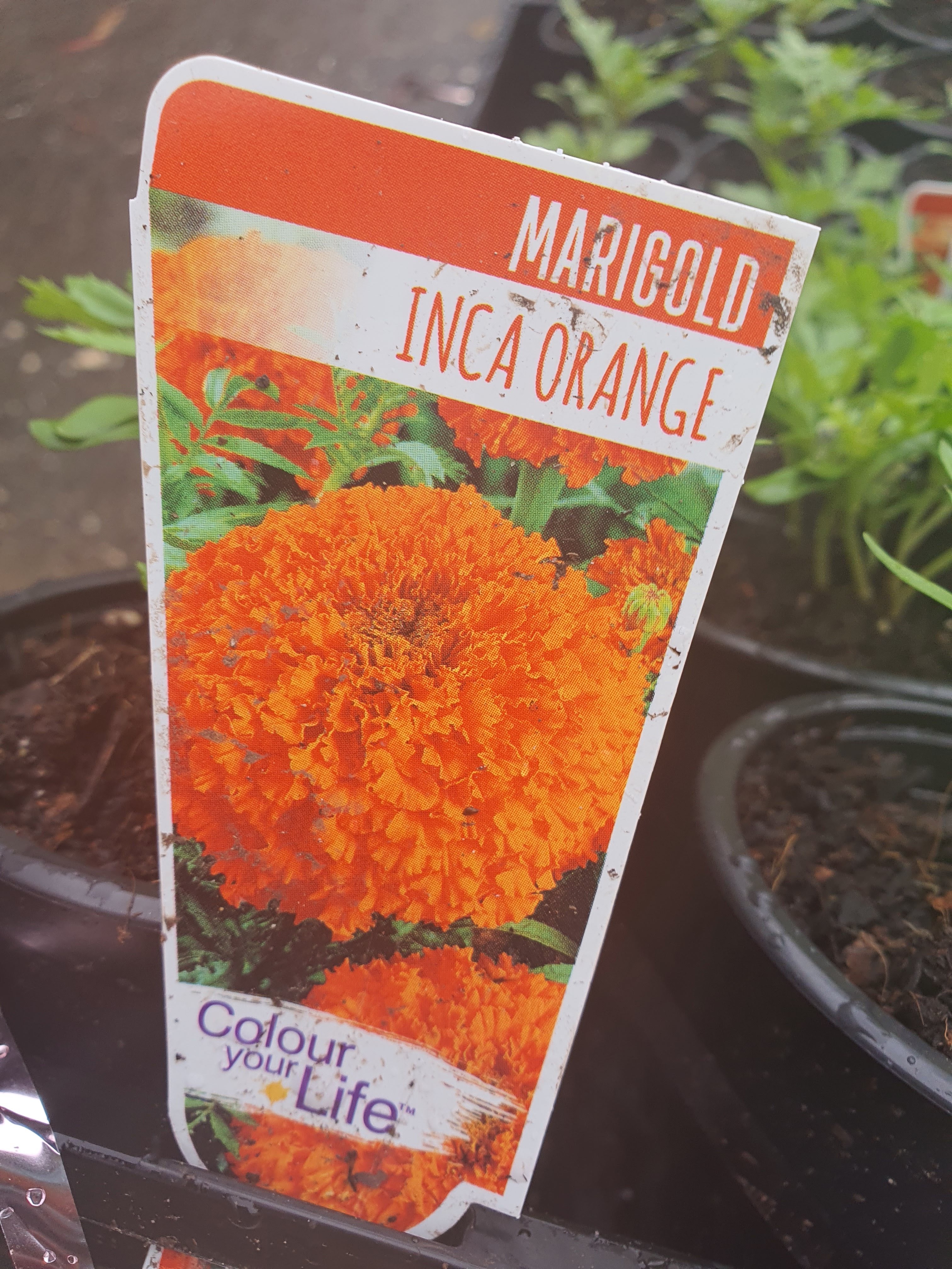 Marigold