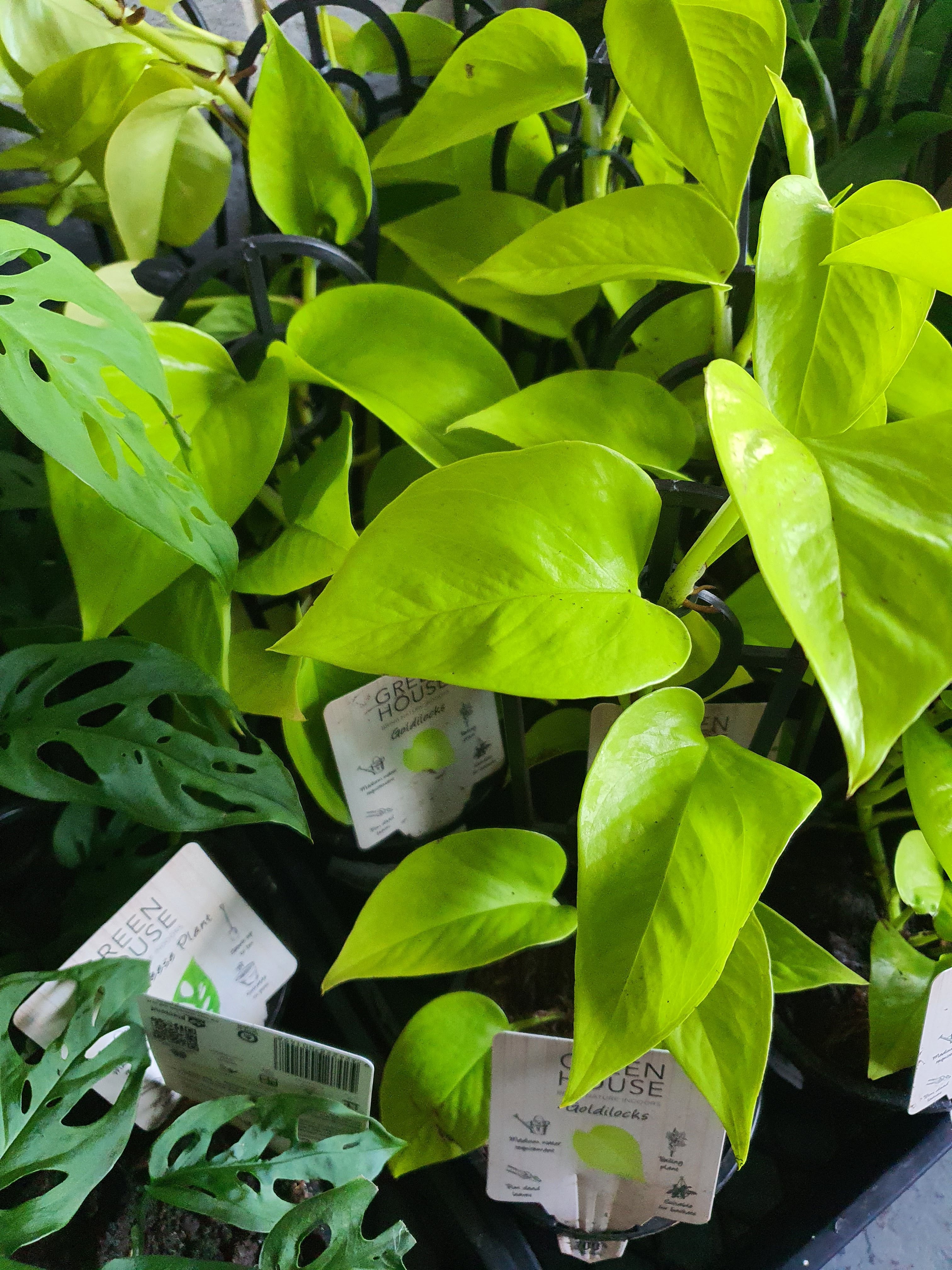 Pothos Goldilocks