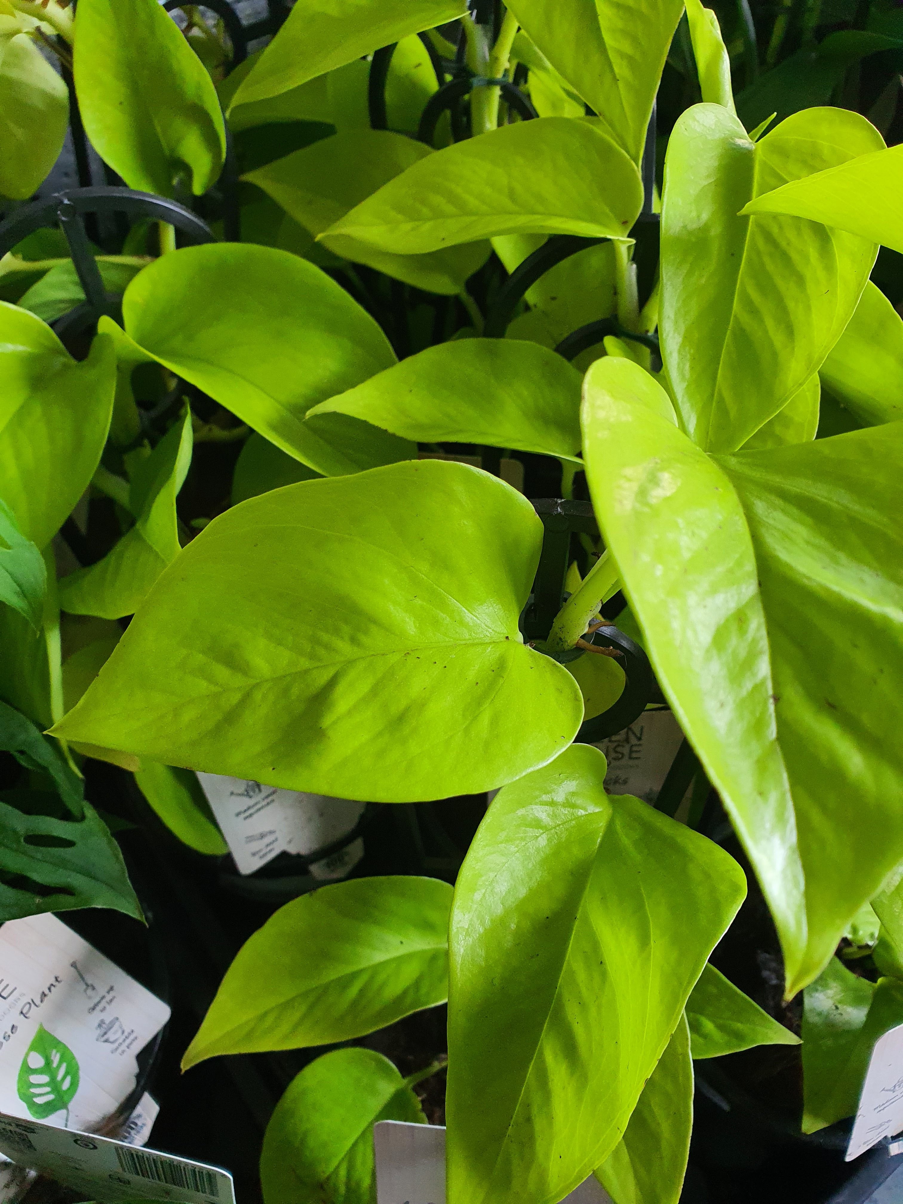 Pothos Goldilocks