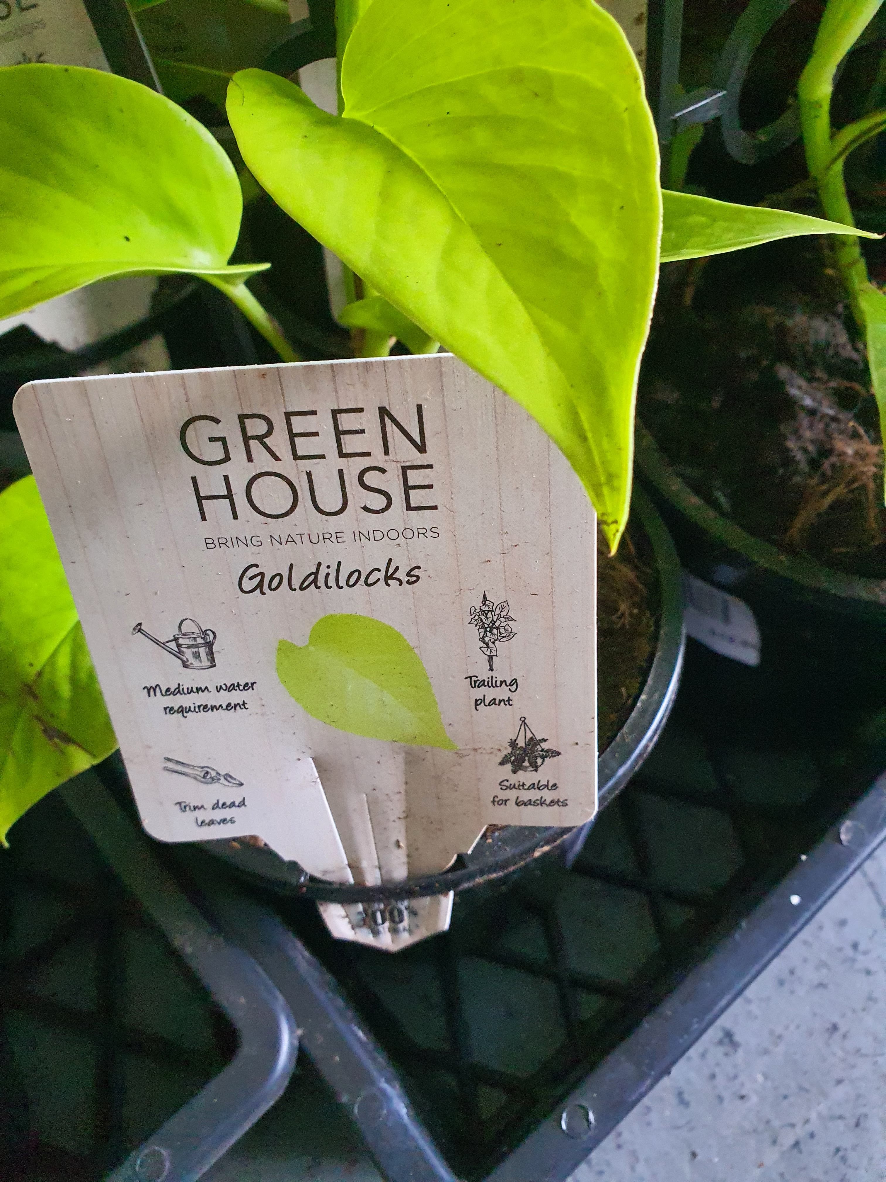 Pothos Goldilocks