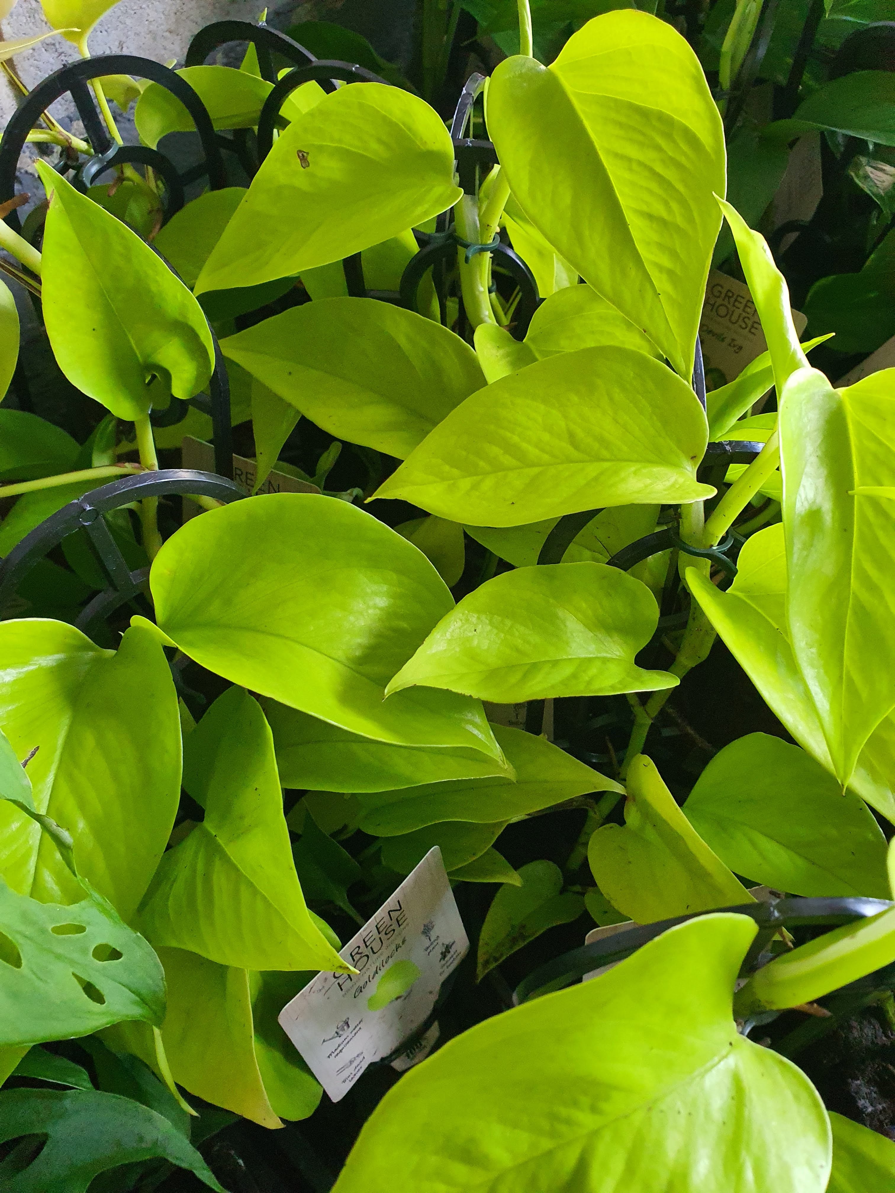 Pothos Goldilocks