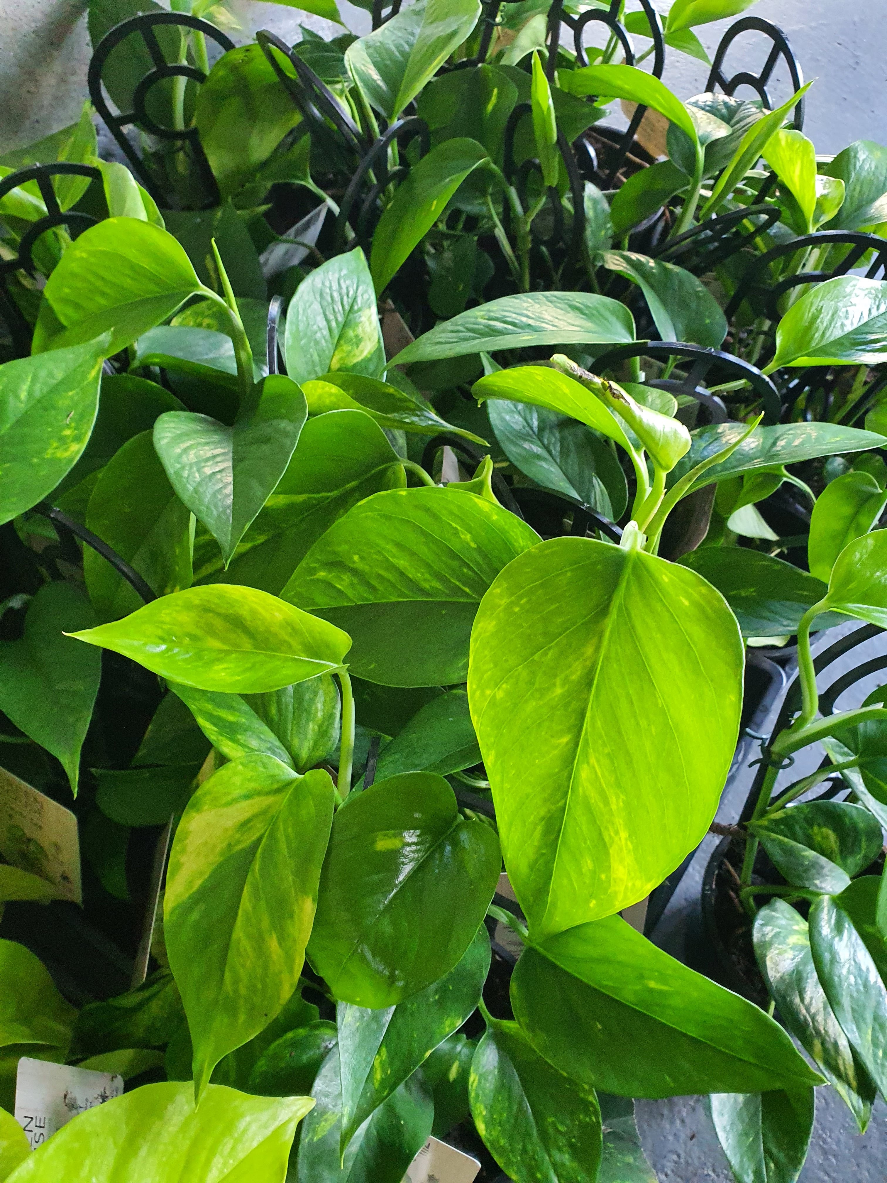 Devil's ivy pothos